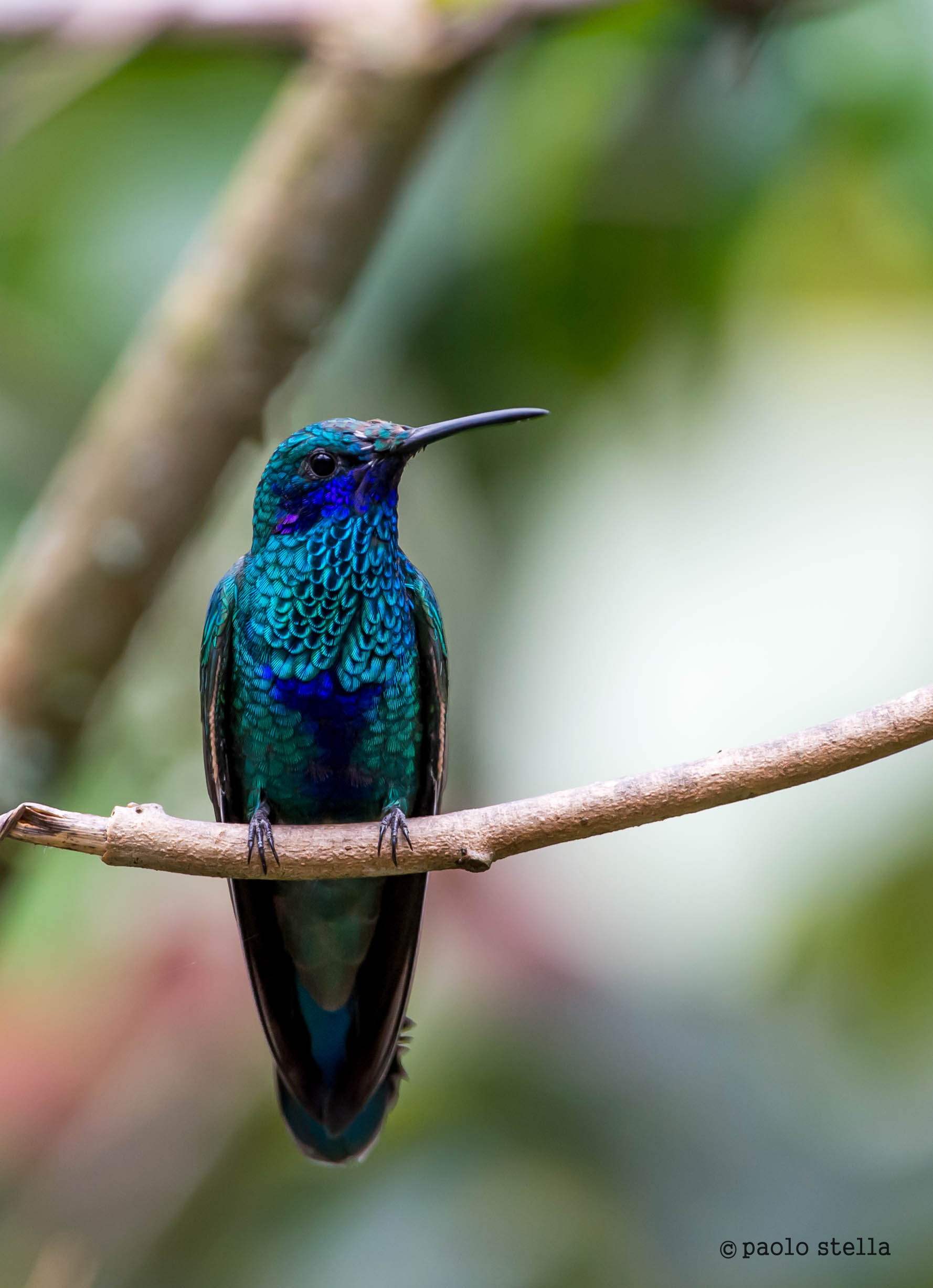 Great Sapphirewing (Pterophanes cyanopterus)