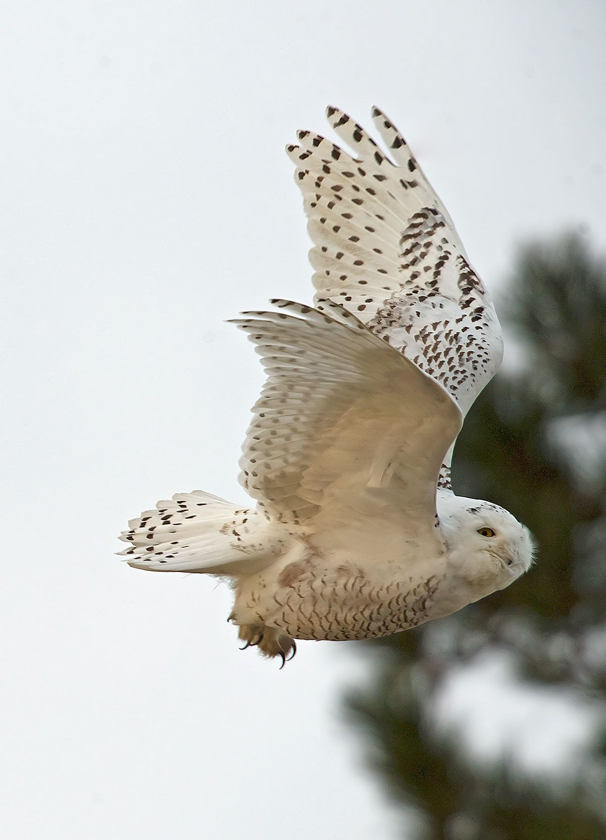 Snowy Owl