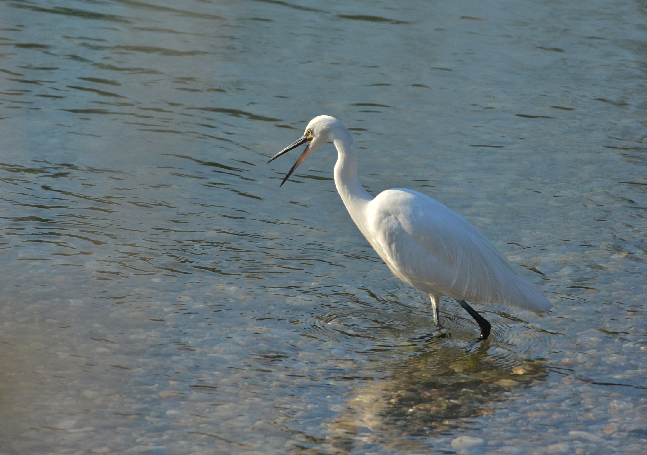 garzetta al fiume Serio inaugura il 2014