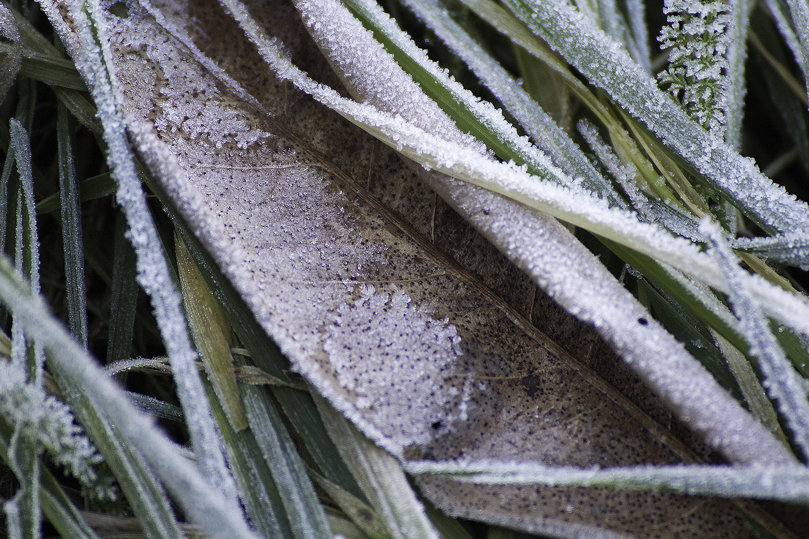 Il gelo del mattino del 1-1-14