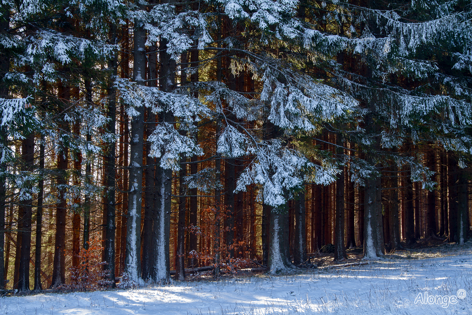 La luce fra gli alberi