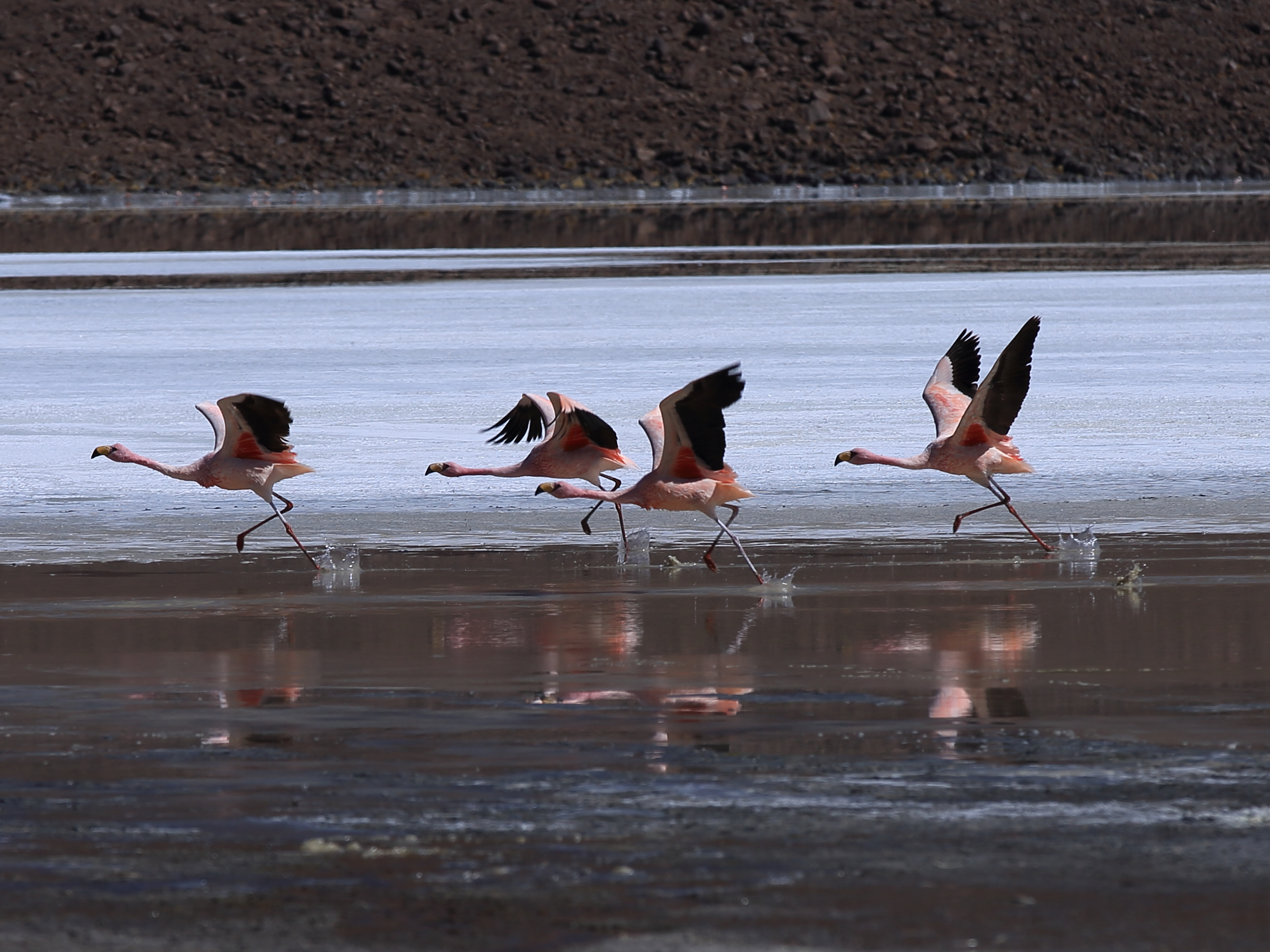 Takeoff flamingos