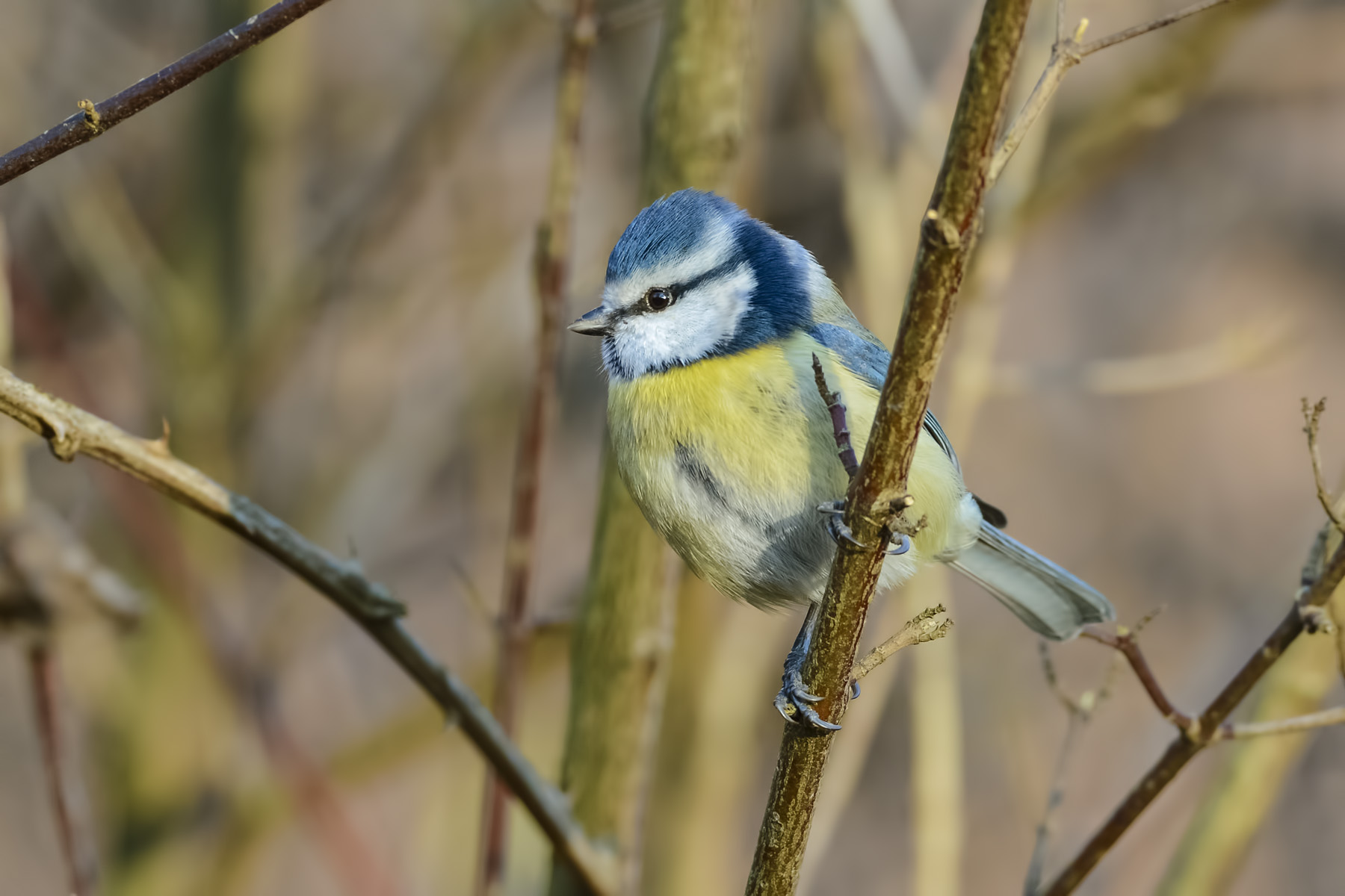 Cinciarella ambientate