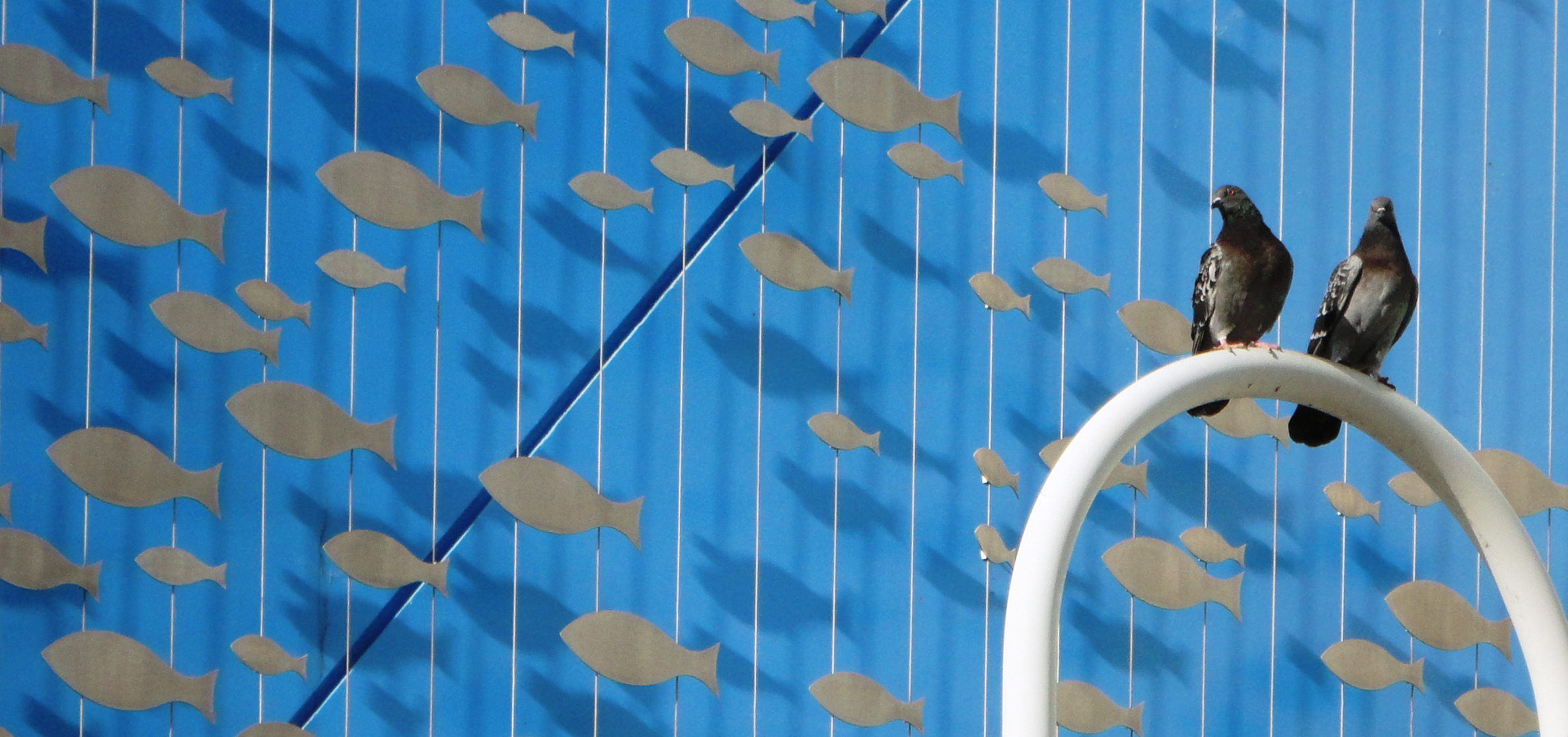 Pigeons in the aquarium