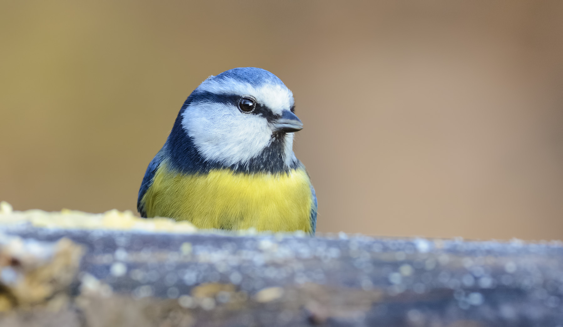 Ritratto di cinciarella