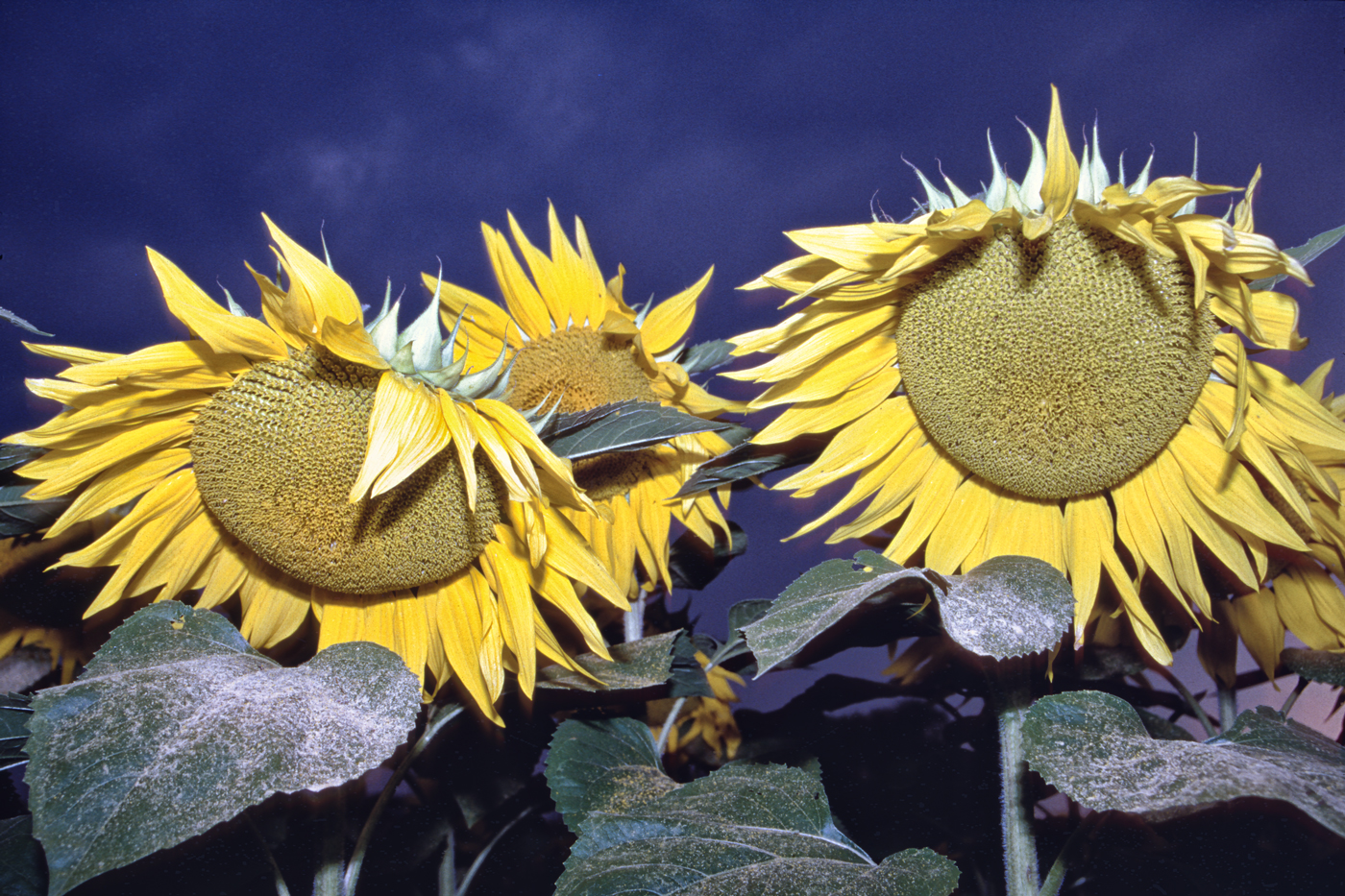 Girasoli nella Tempesta