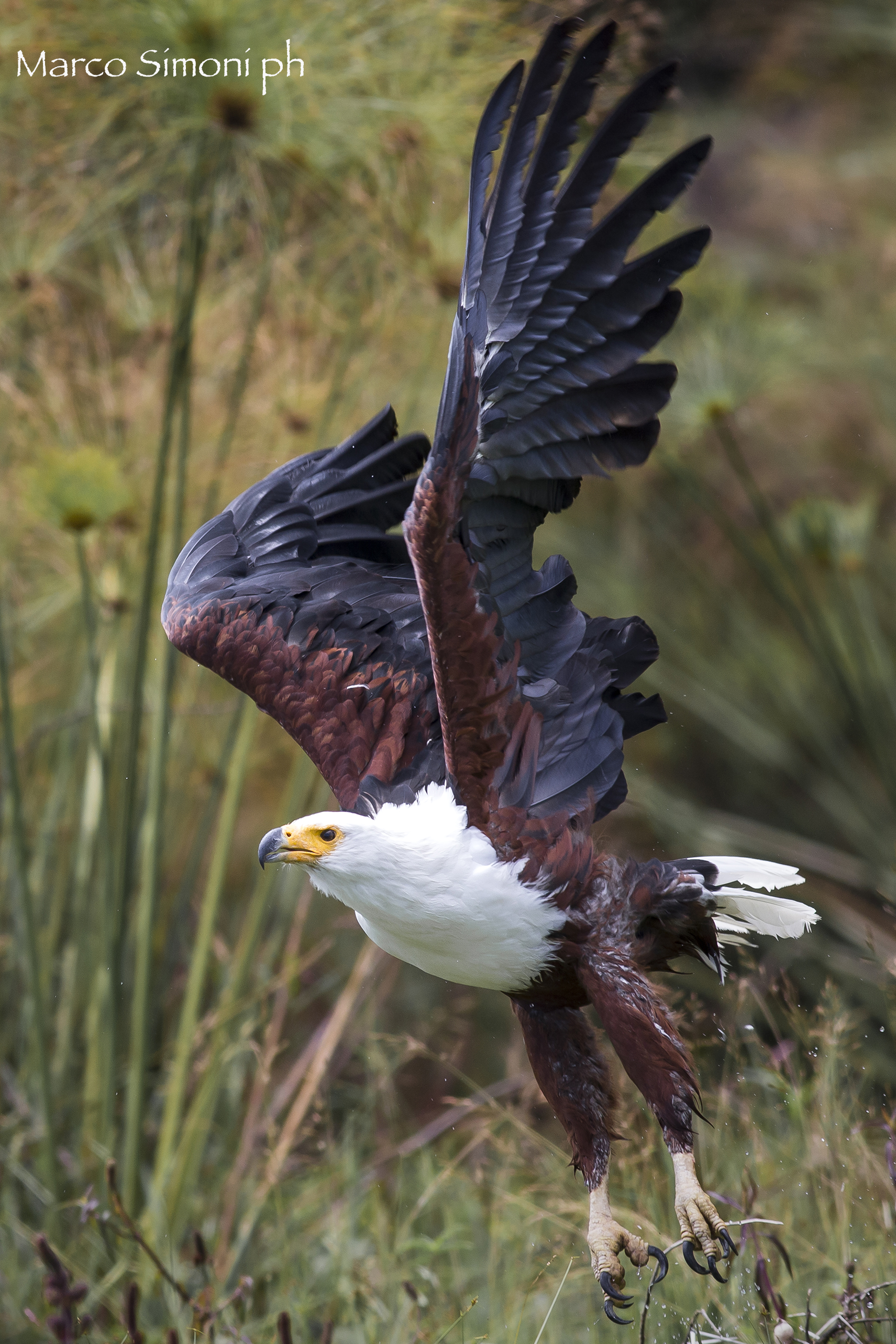 Aquila sul lake Naivasha