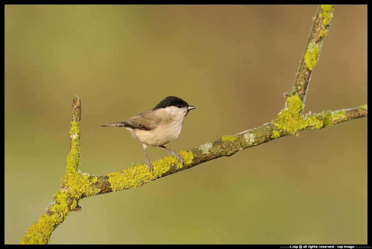 marsh tit