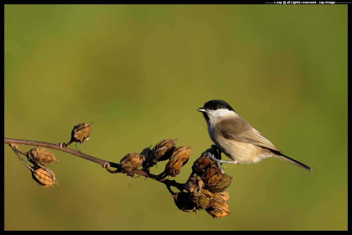 marsh tit