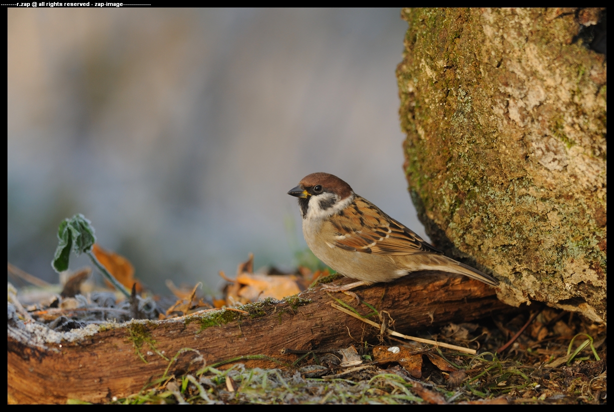 Tree Sparrow