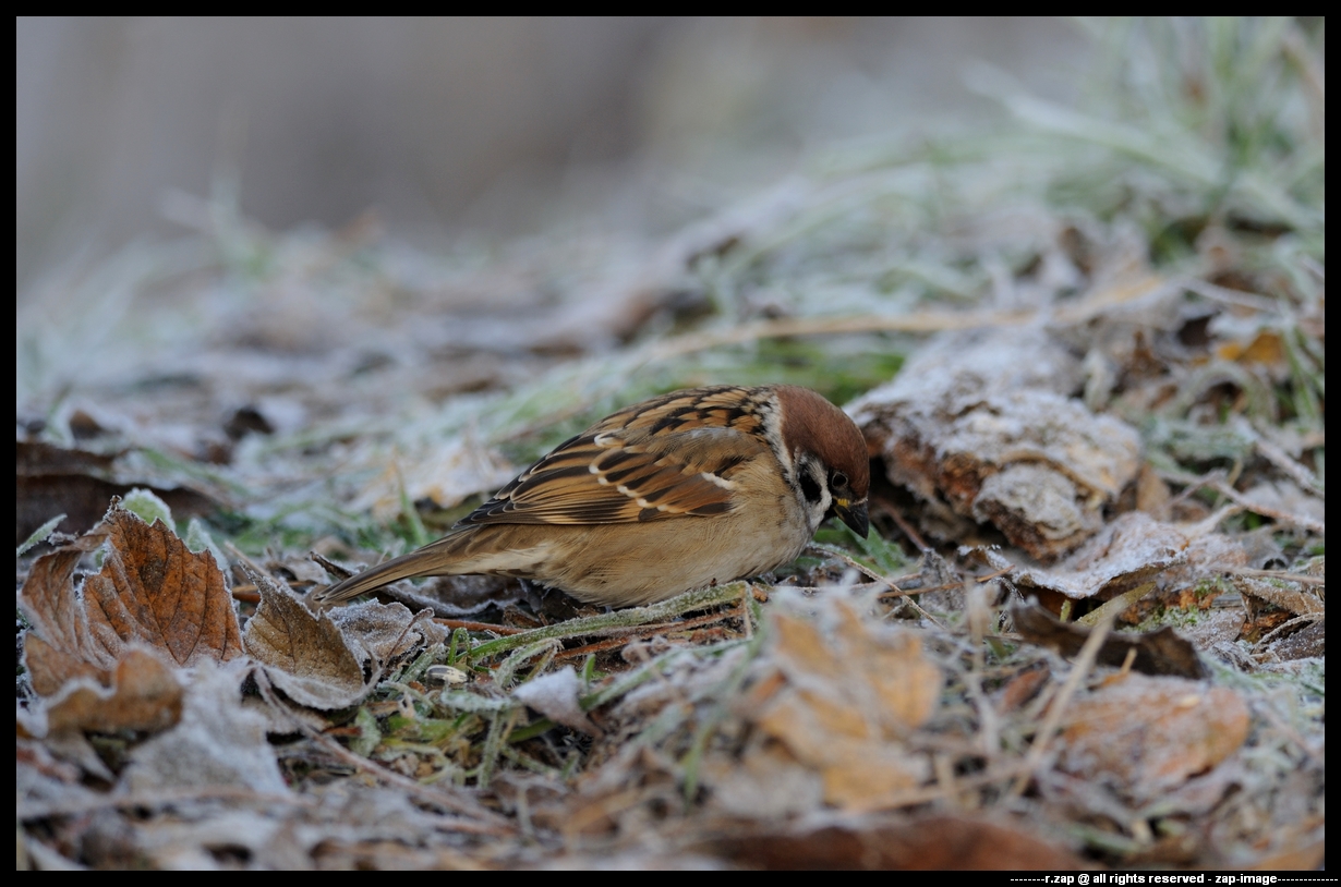 Tree Sparrow