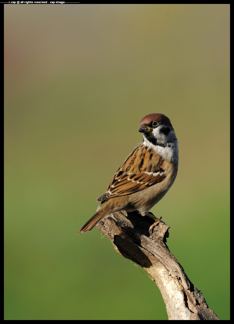 Tree Sparrow