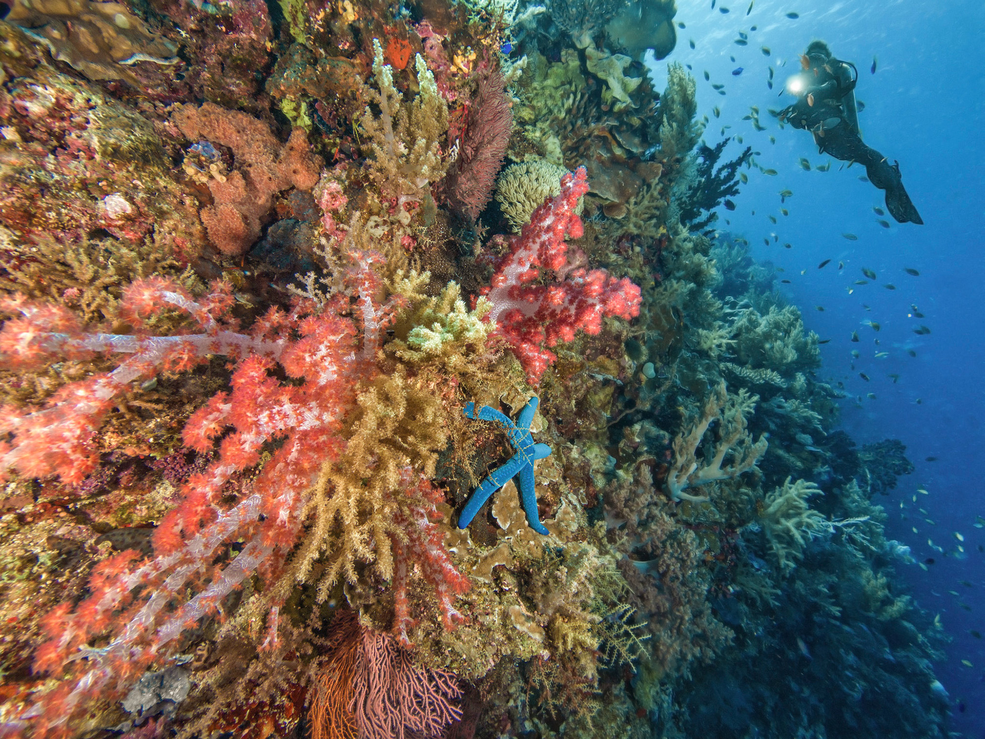 I fondali delle Filippine