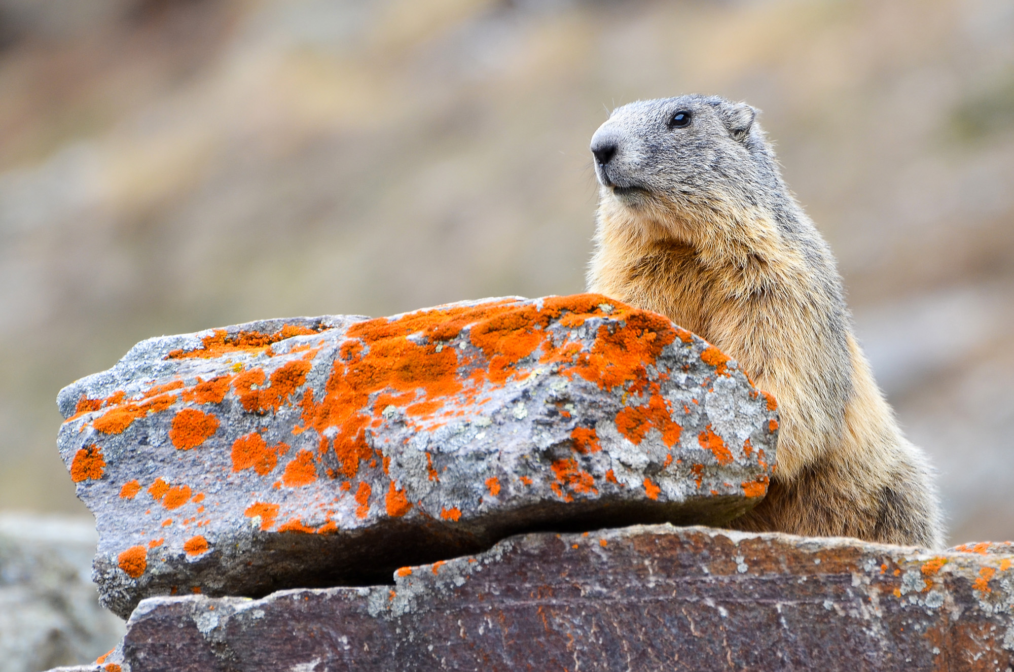 Marmot