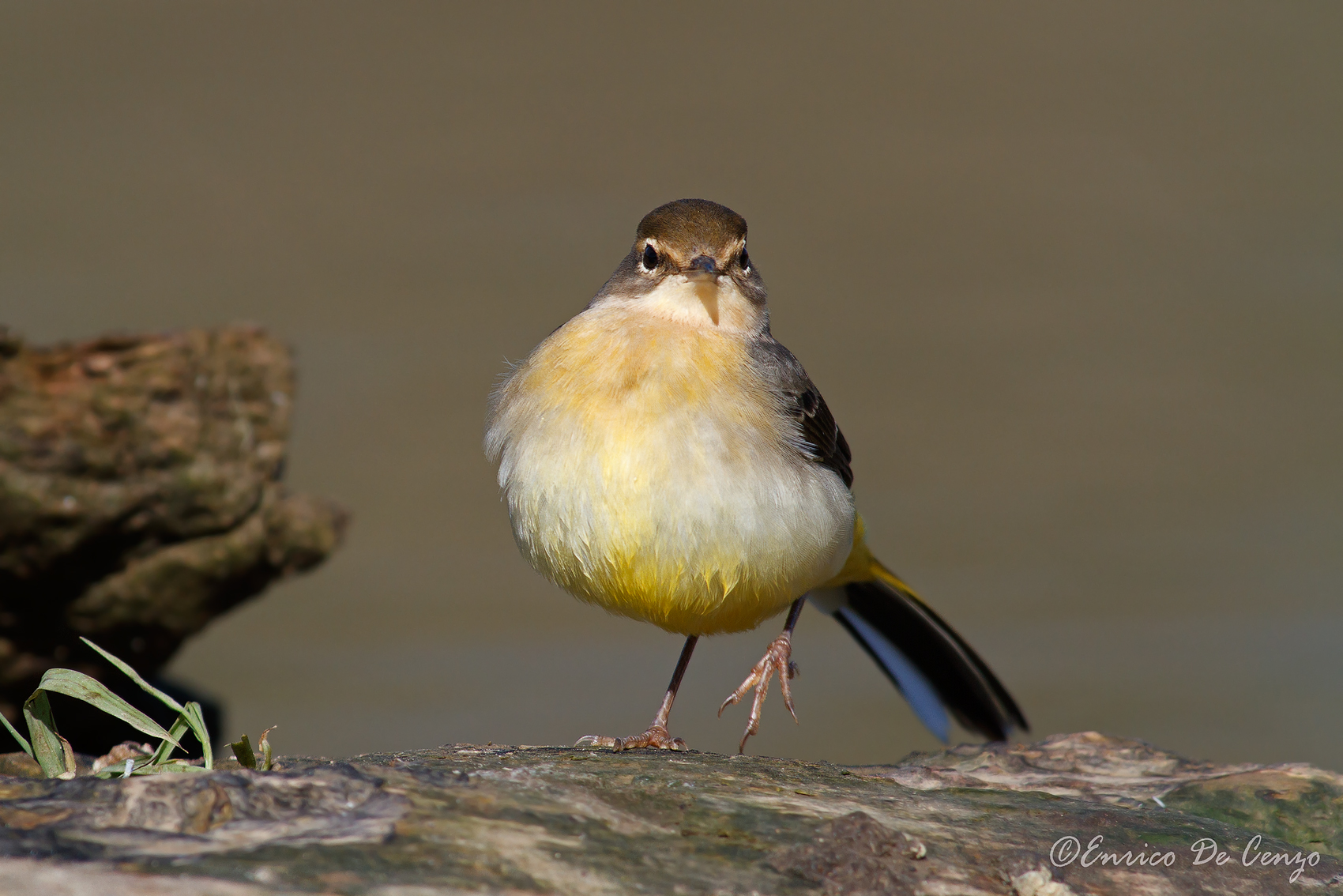 Wagtail