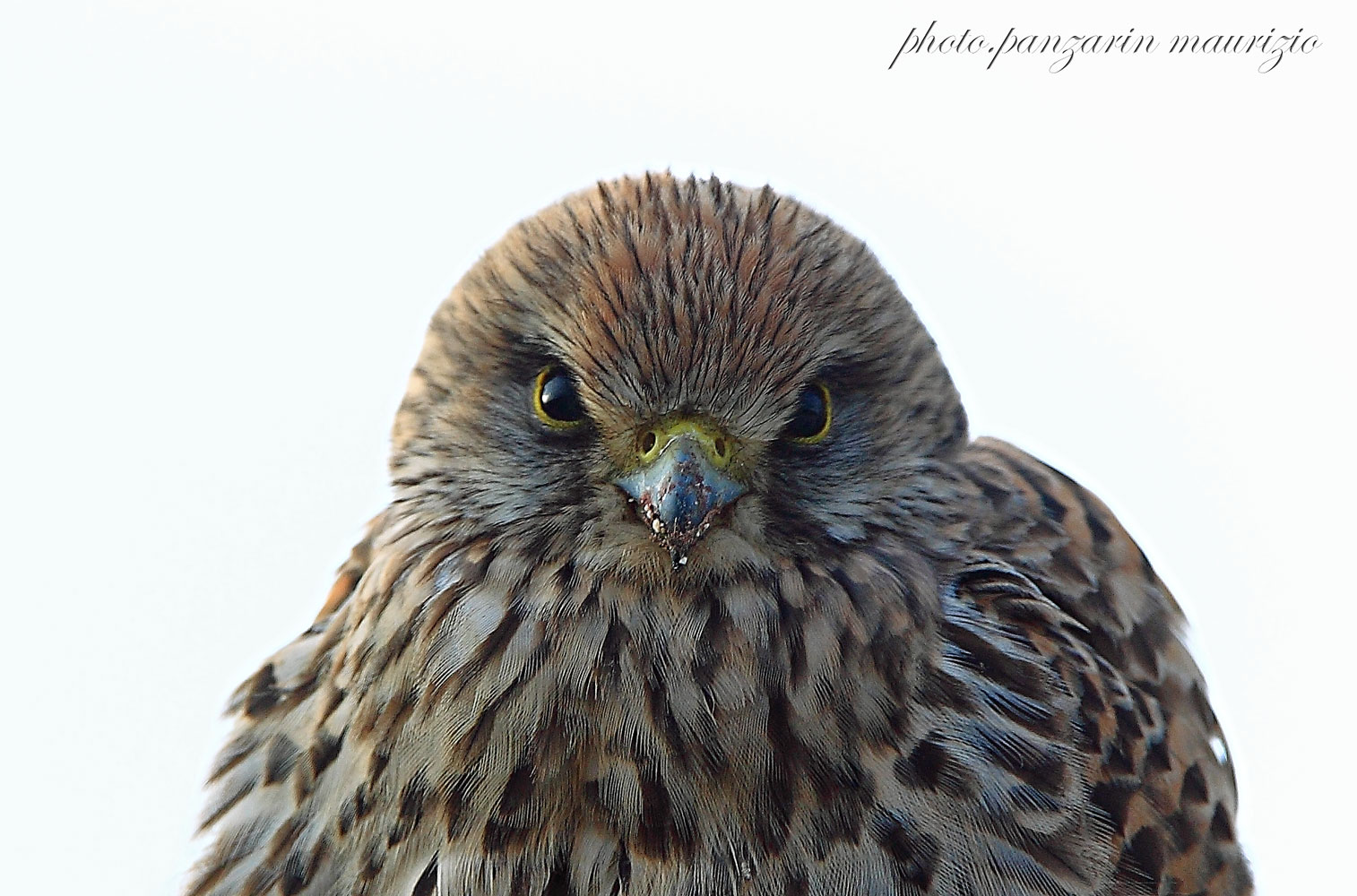 the kestrel portrait