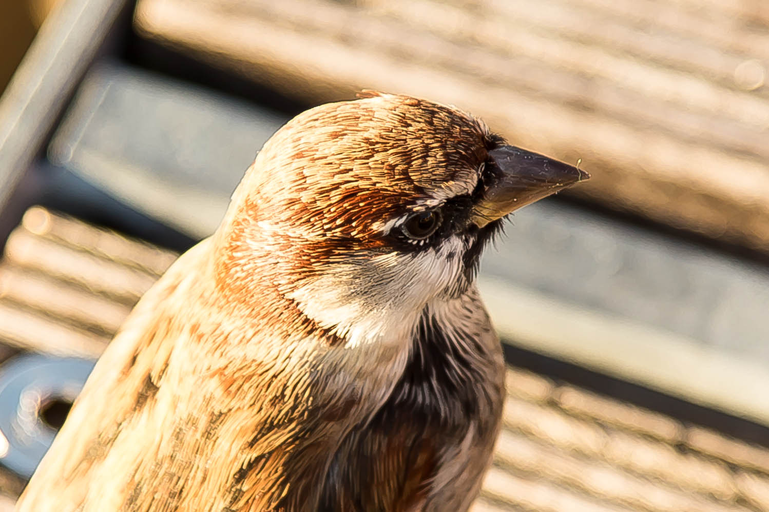 Sparrow will not go away ...