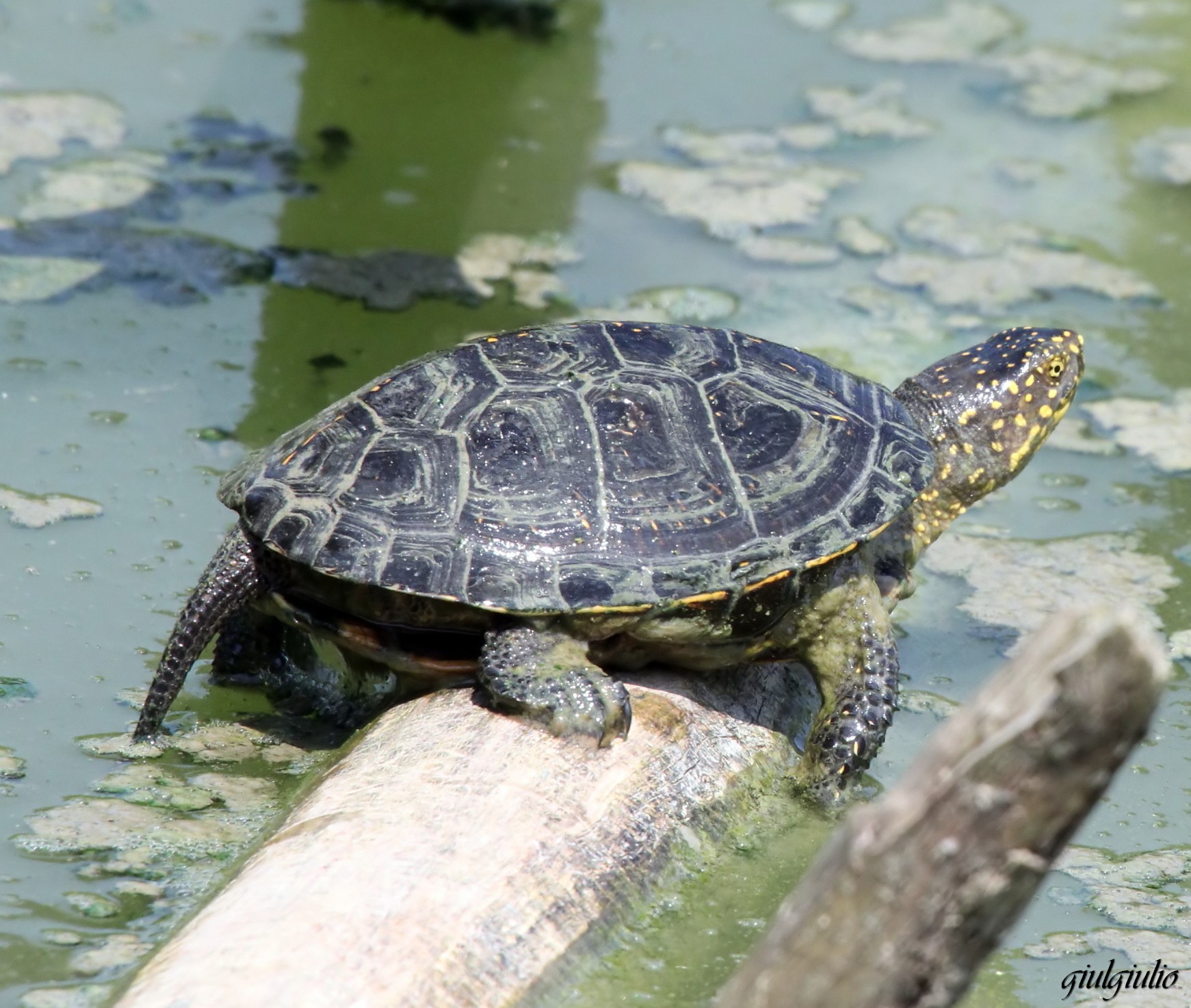 pond turtle