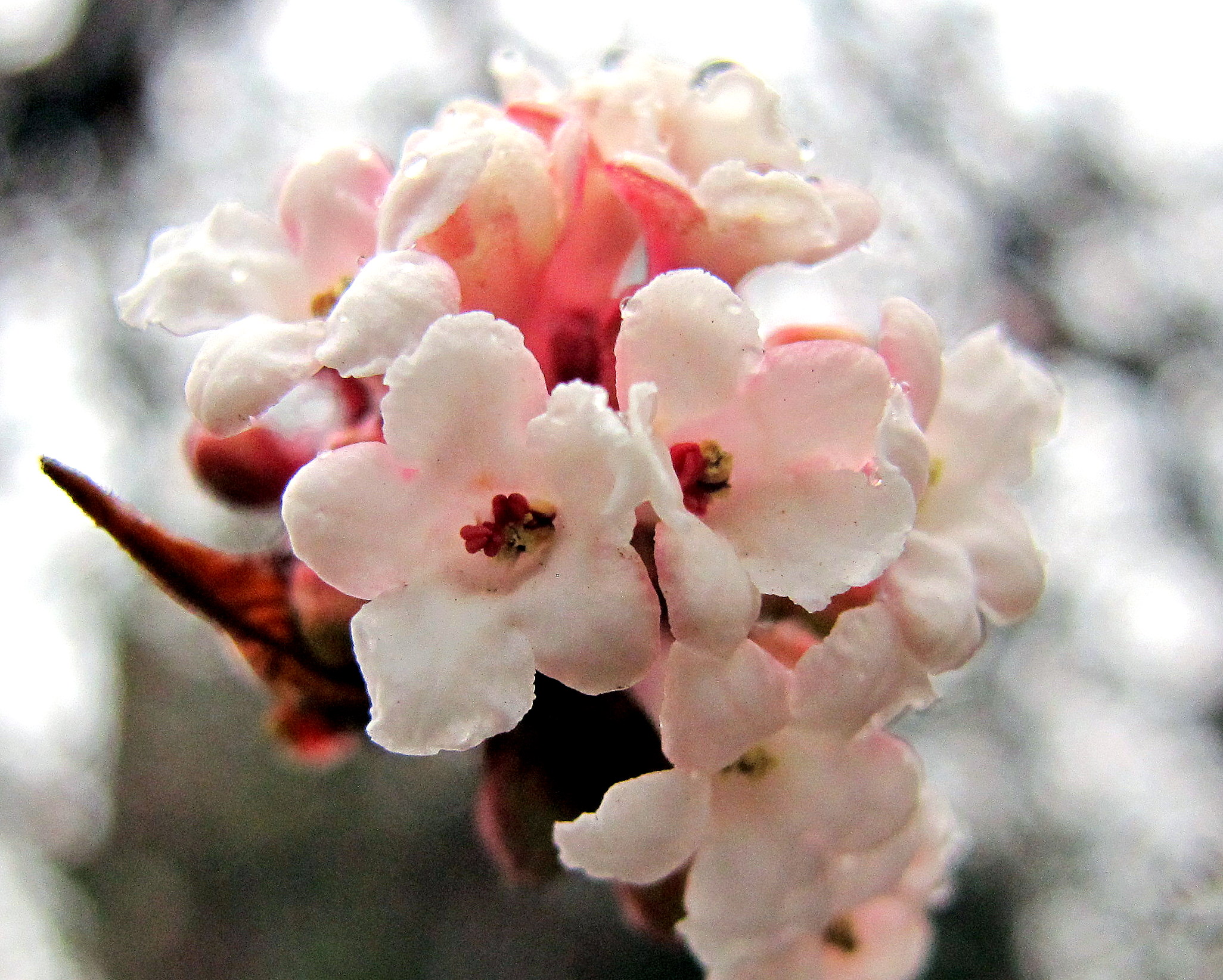 Last day of 2013 blossoms