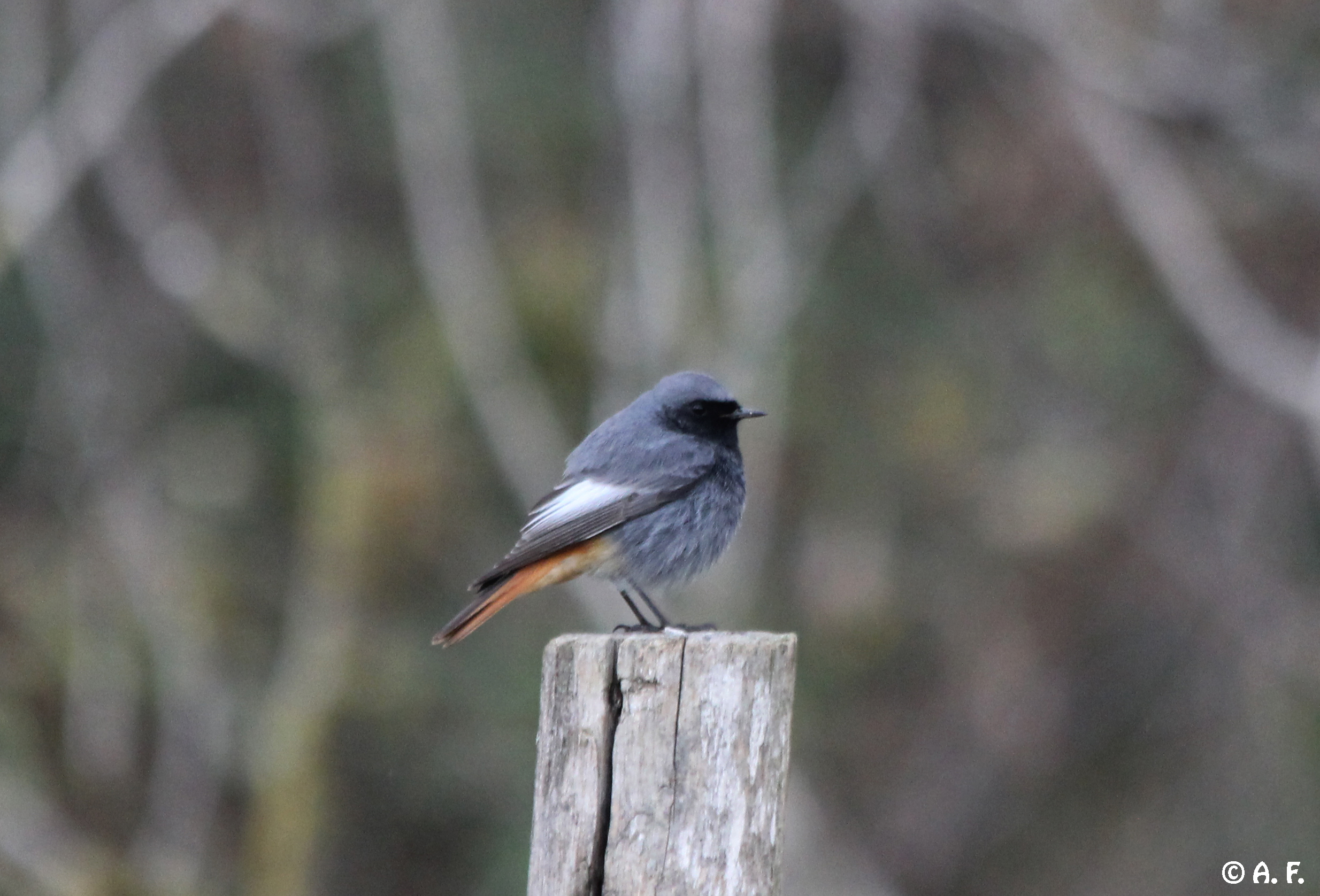 Black Redstart