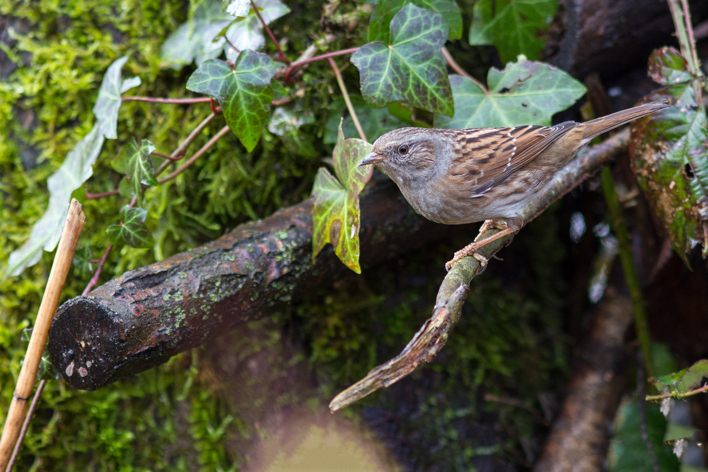 Dunnock