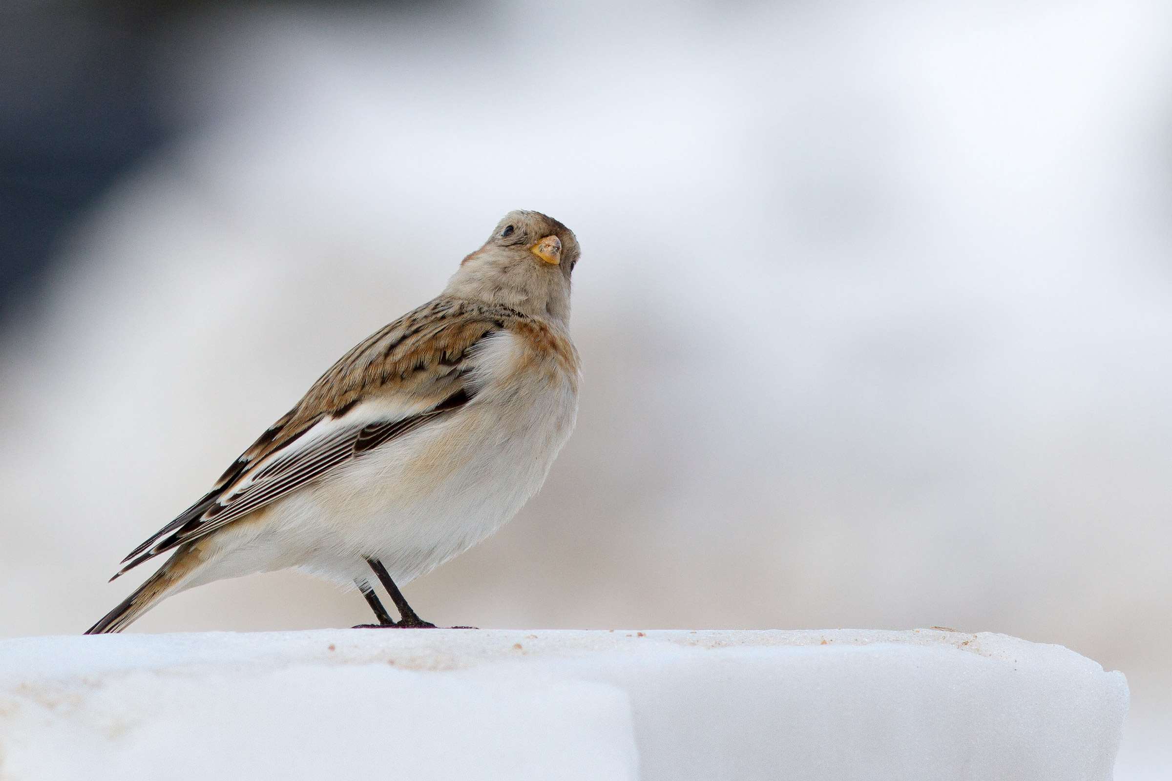 Snow Bunting