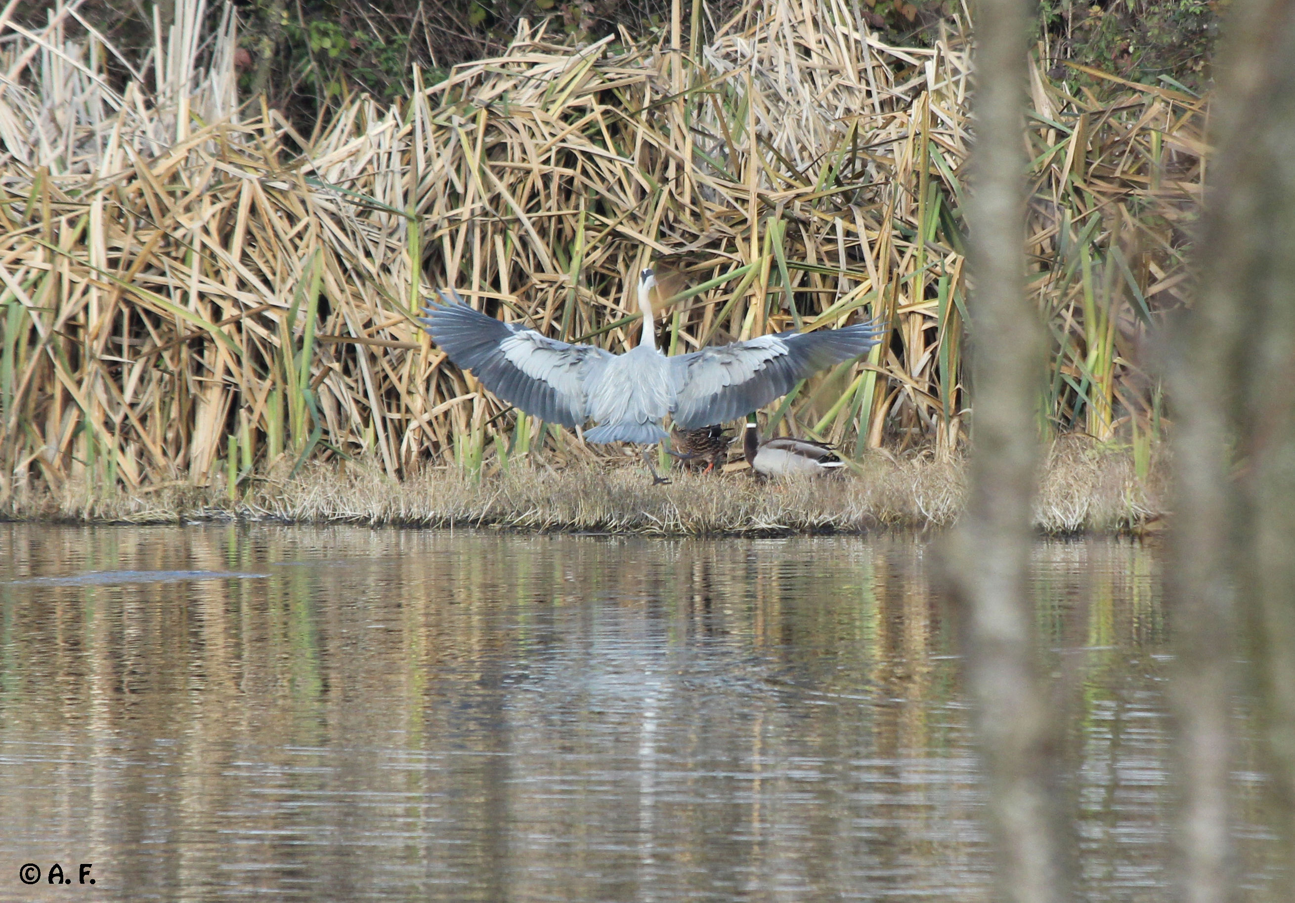 Grey Heron