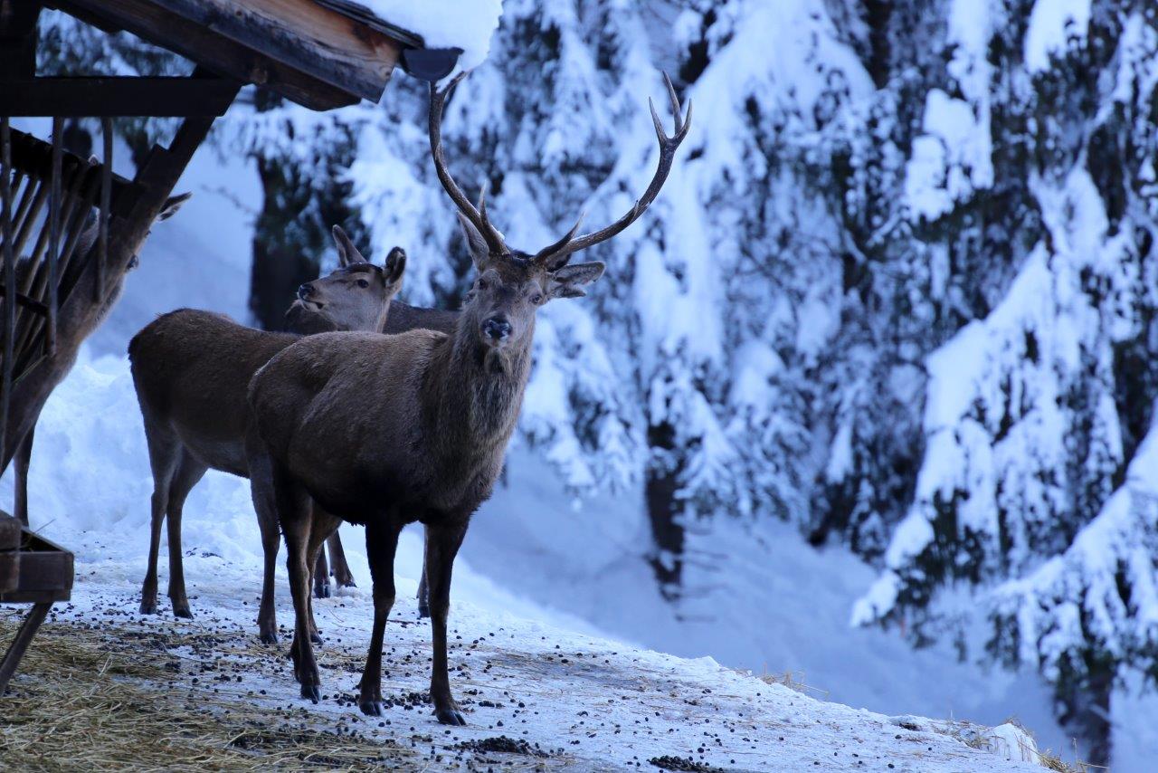 Cervo in arrivo