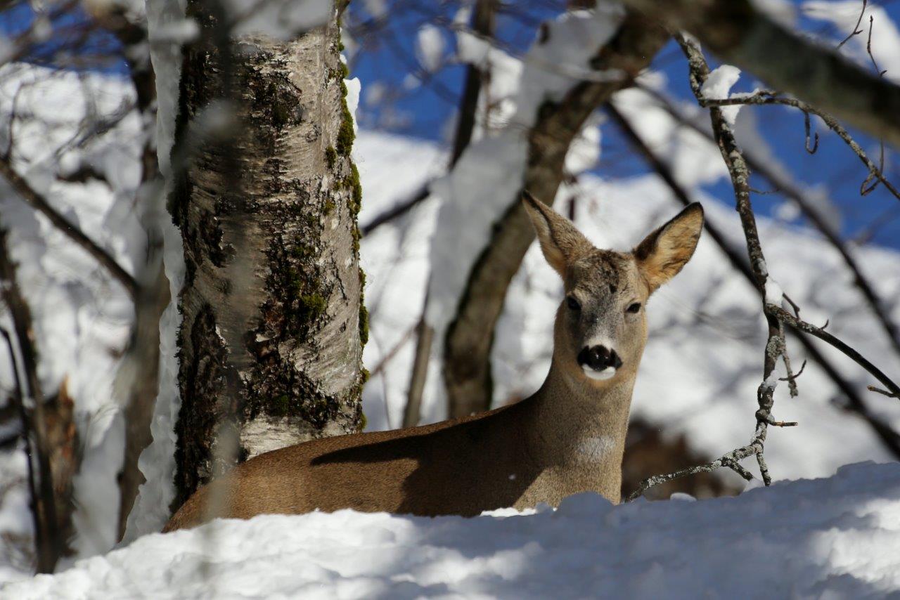 Capriolo nella neve