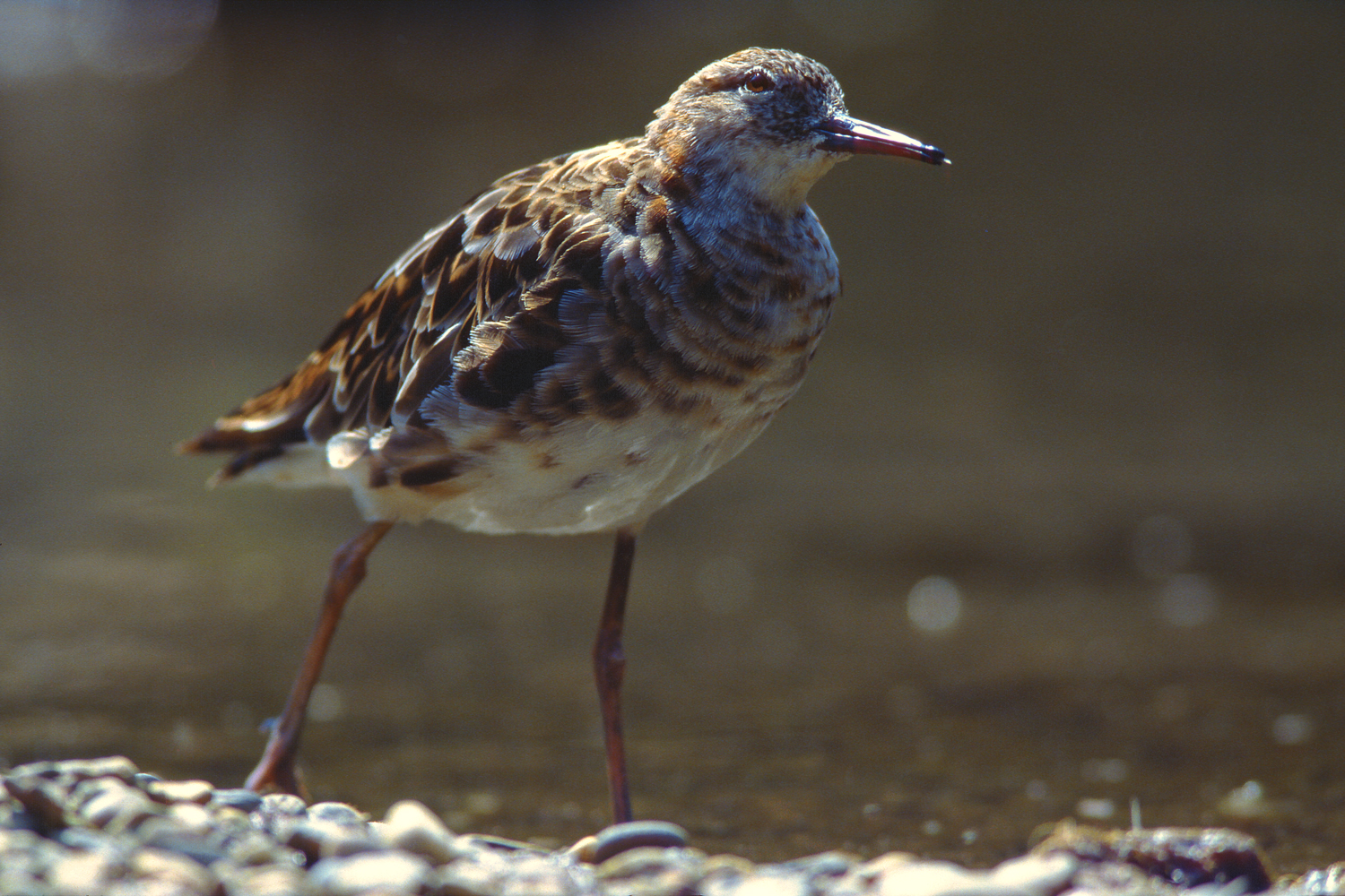 Combattente Femmina al Tramonto