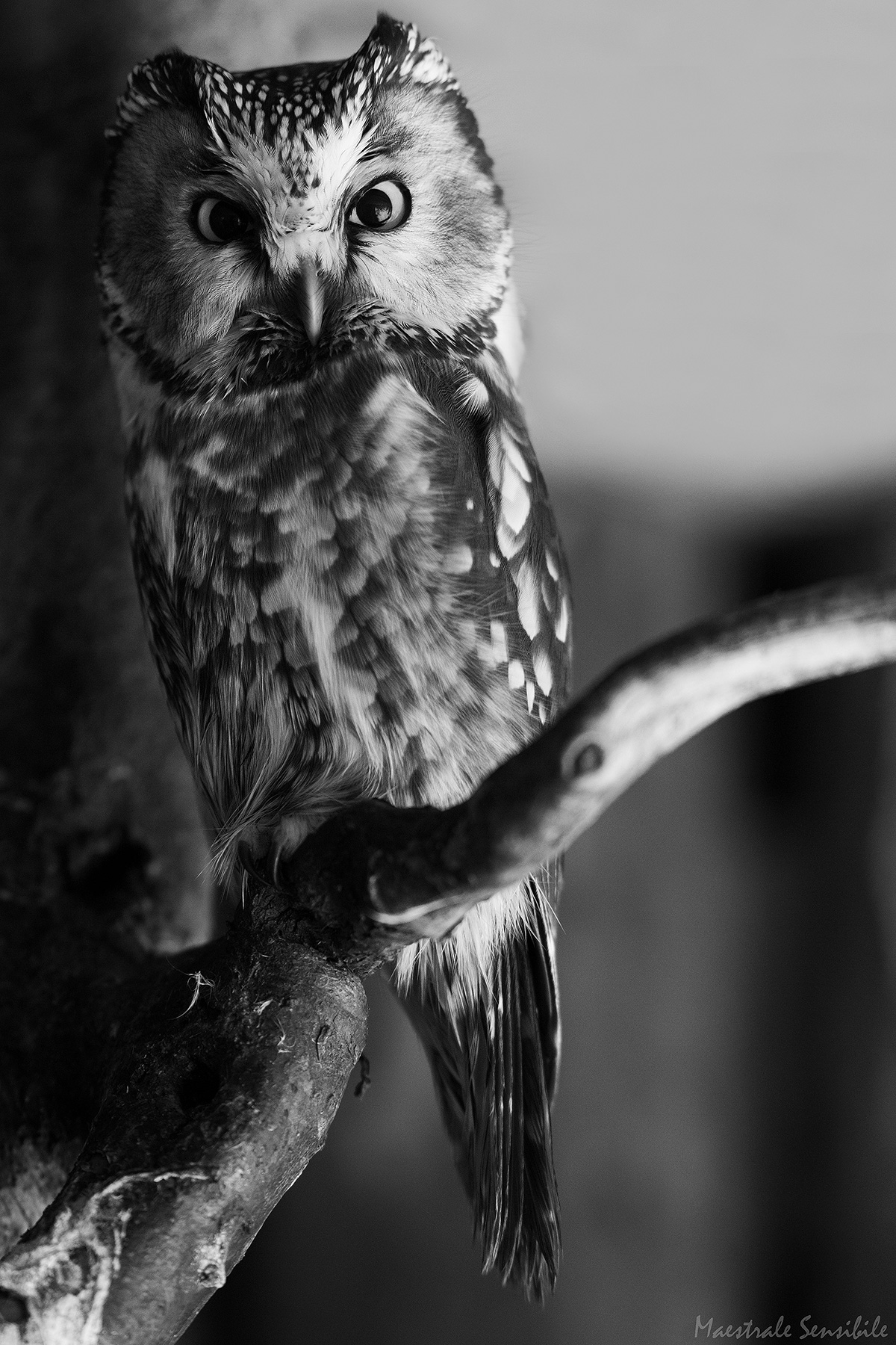 Owl Capogrosso