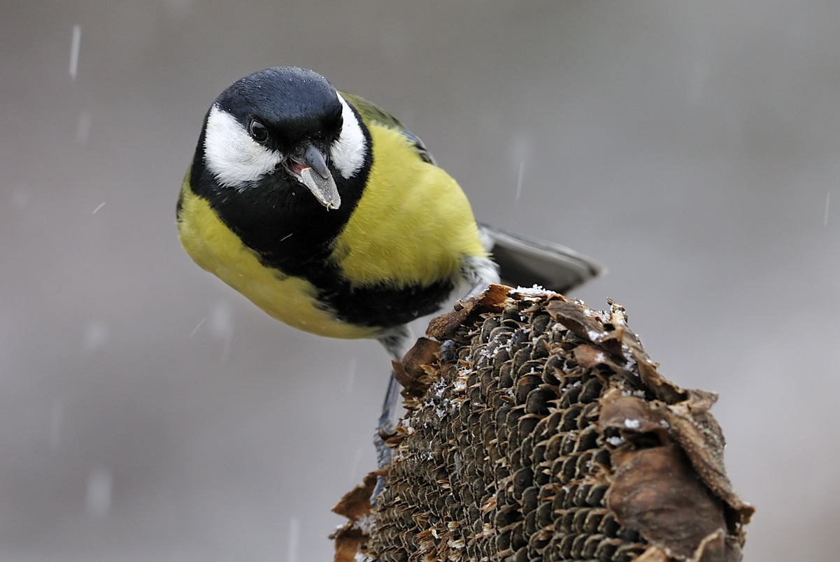 Great Tit