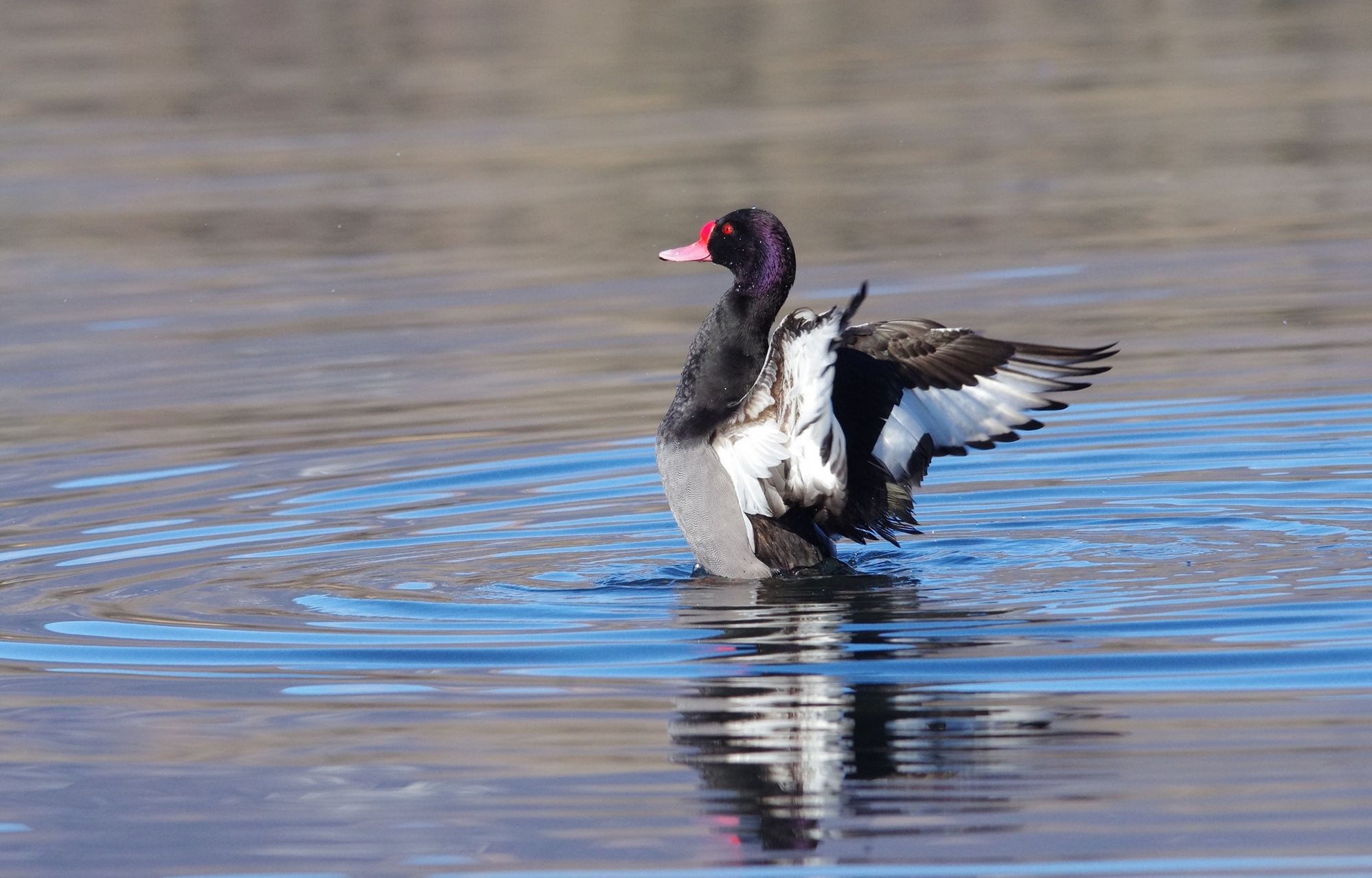 pink-billed Pochard