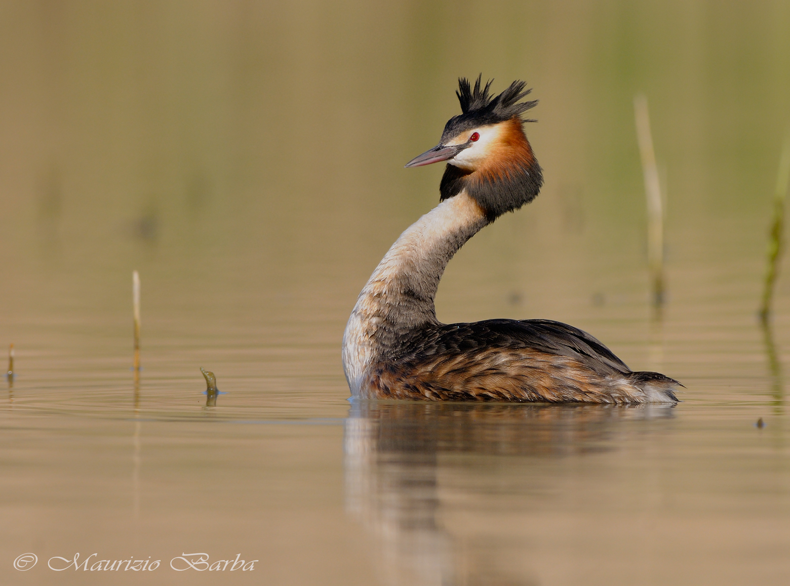 Grebes
