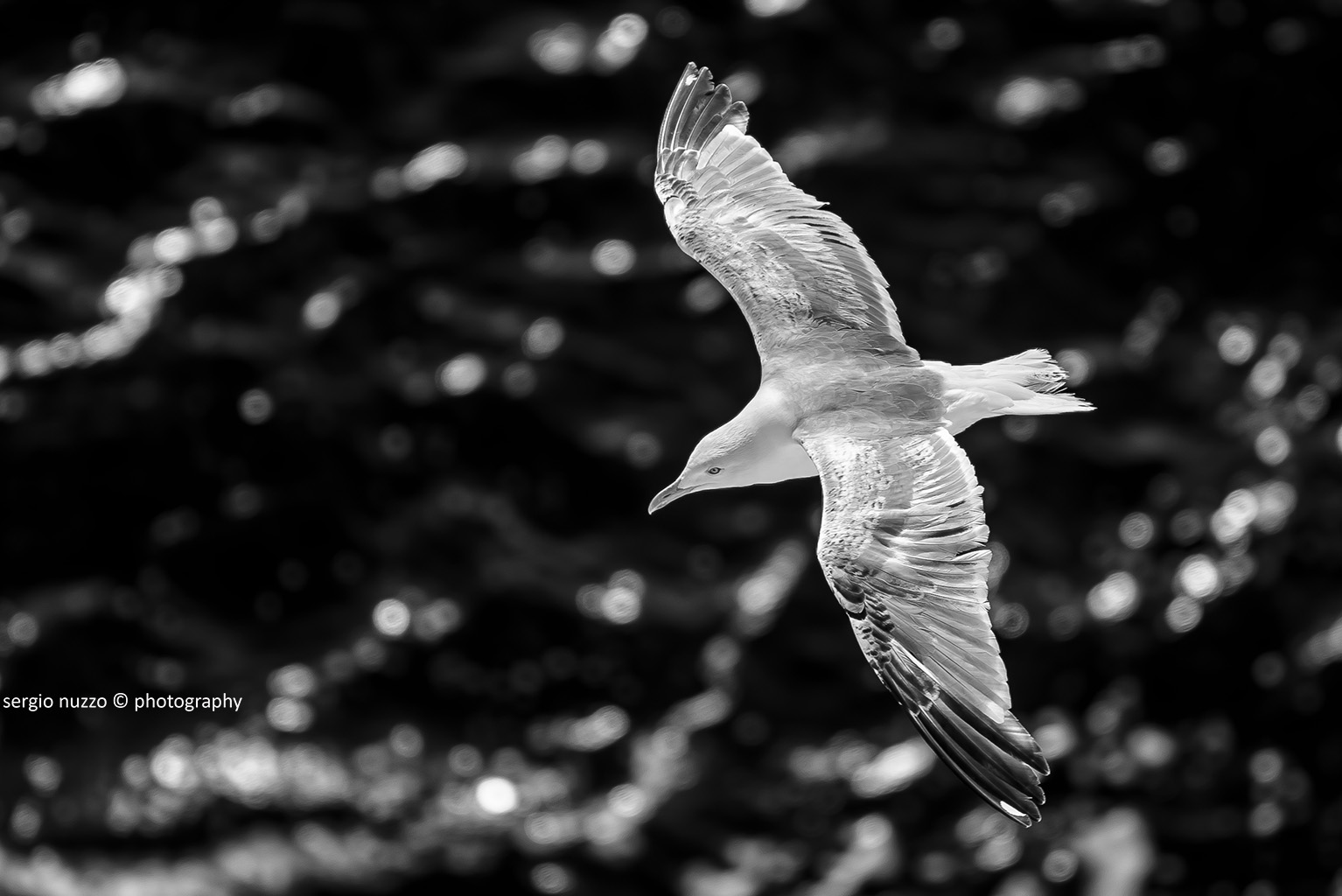 Le ali della libertà