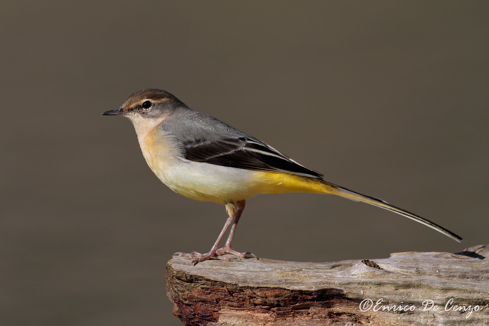 Wagtail