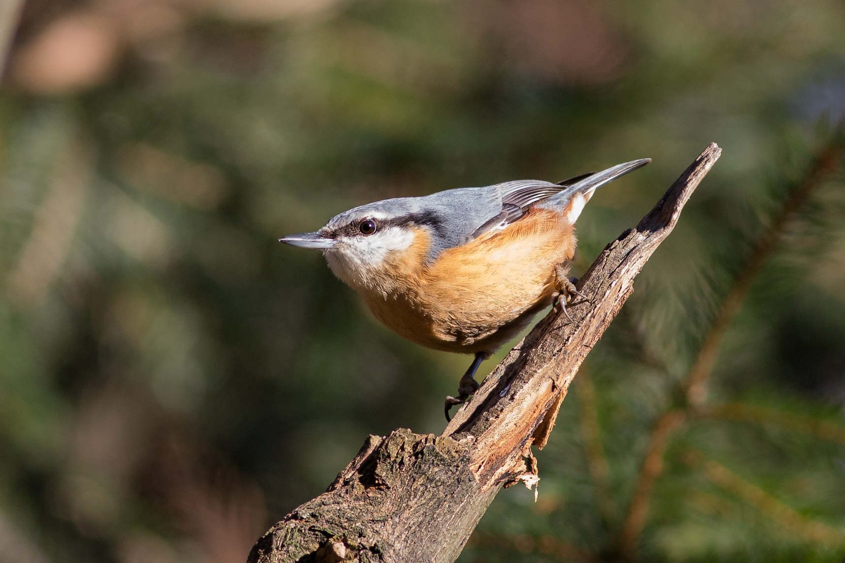 Nuthatch