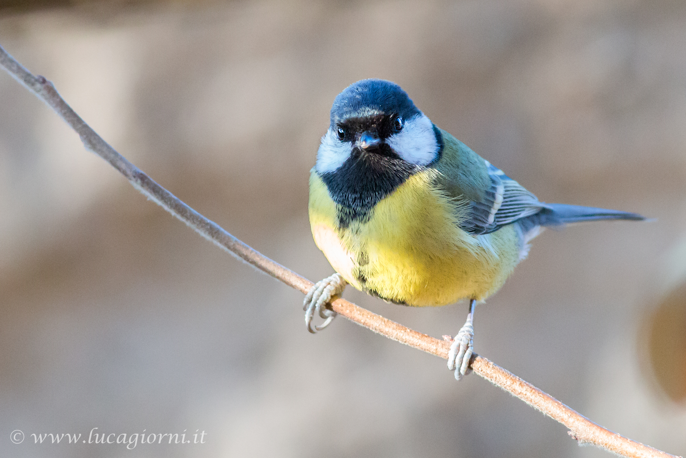 Great Tit