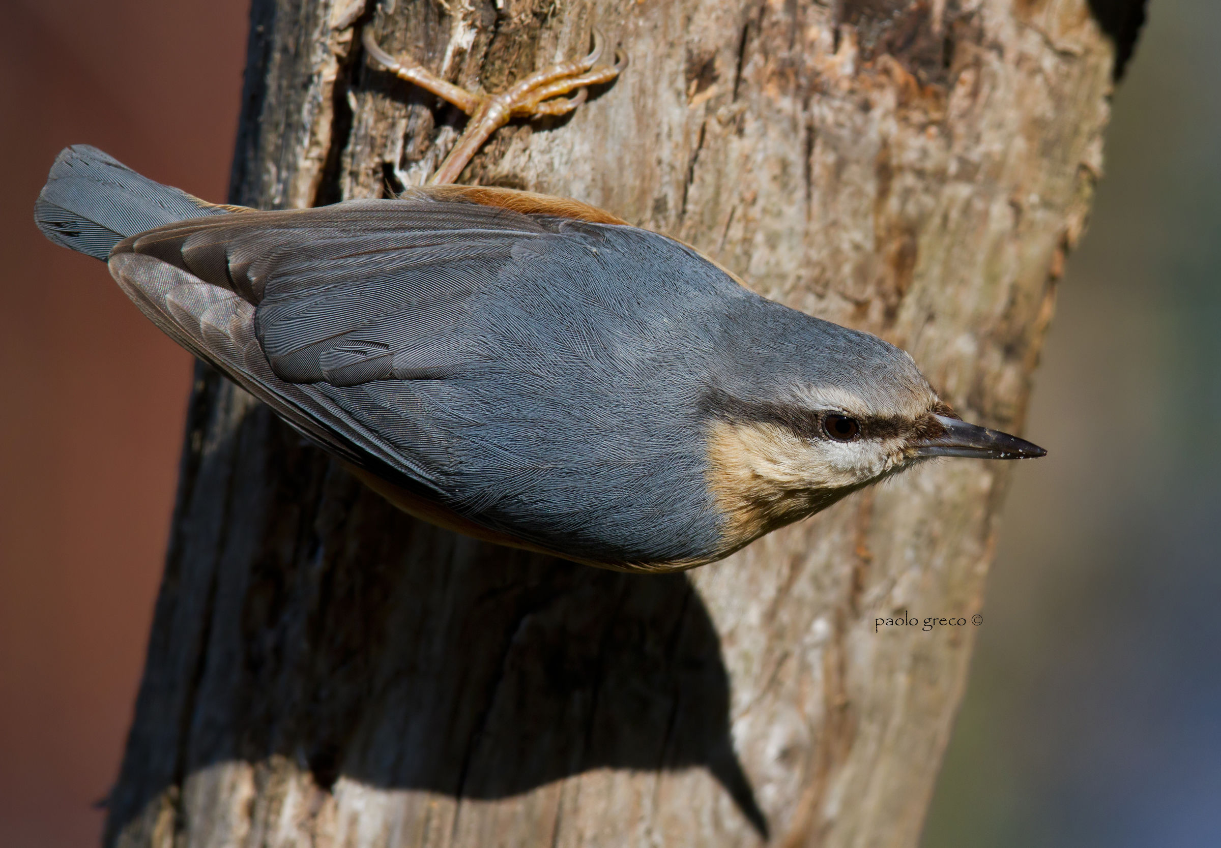 Nuthatch