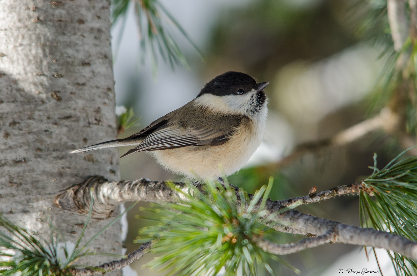 Cincia bigia alpestre