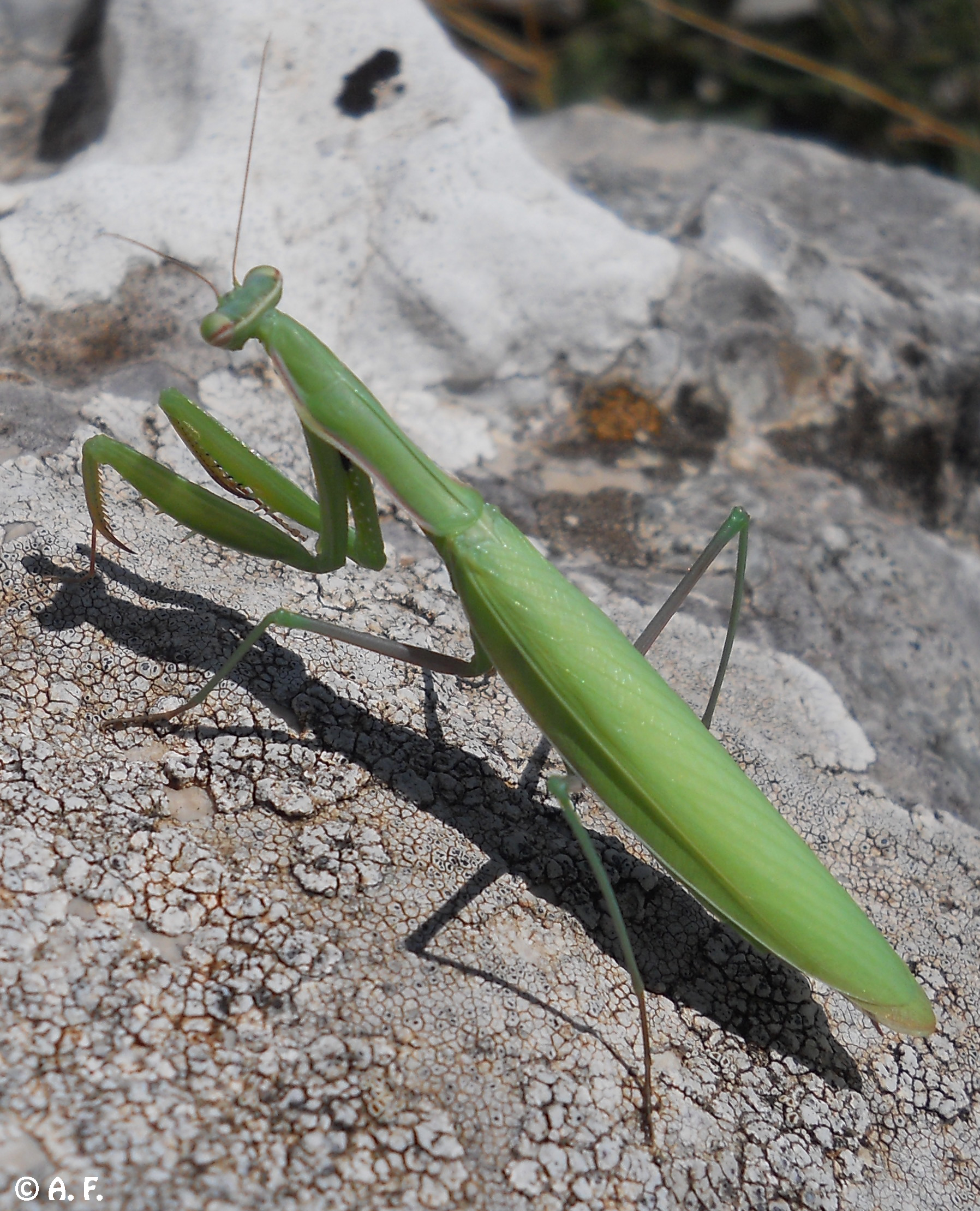 Praying Mantis