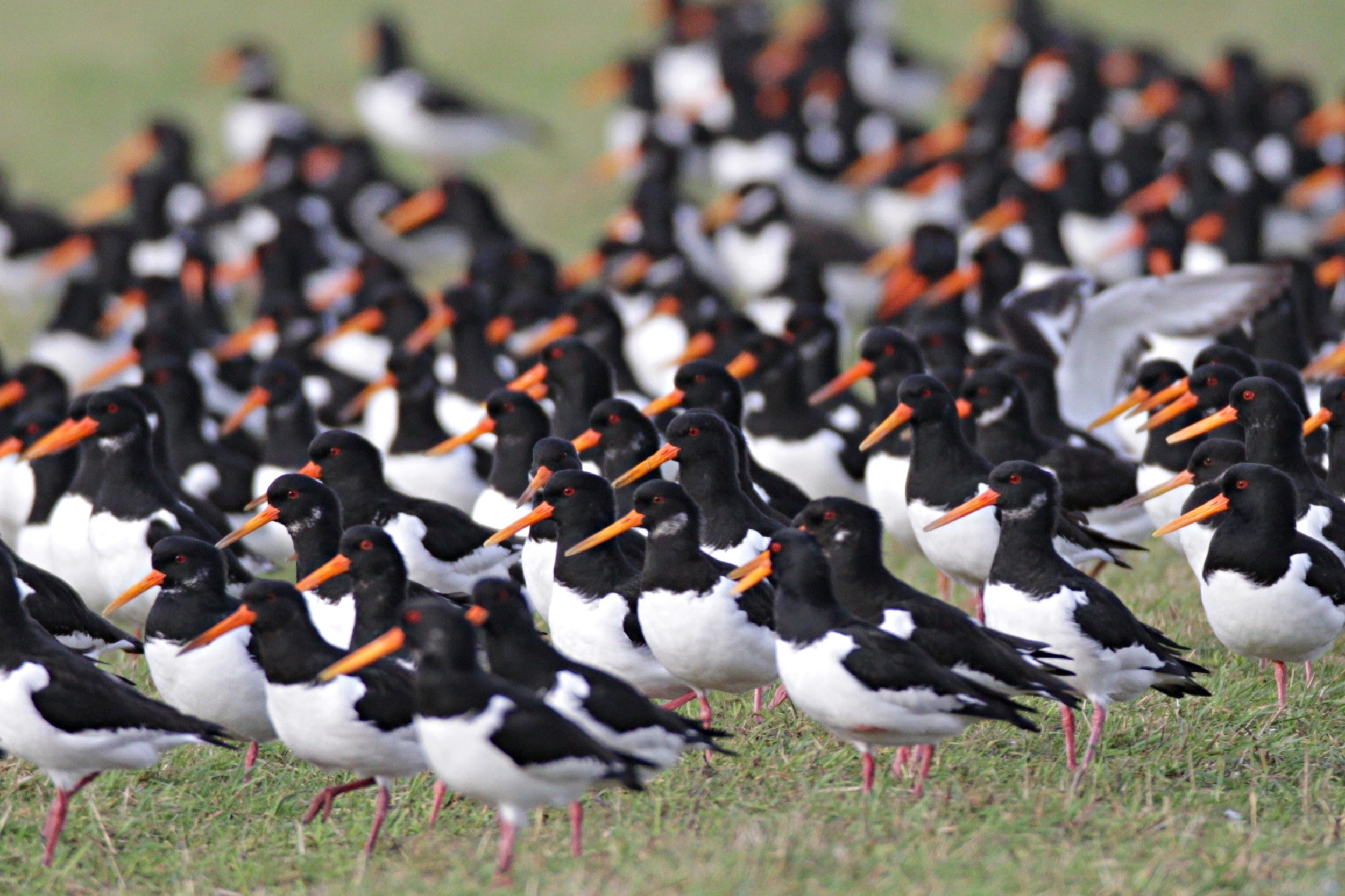 Oystercatchers