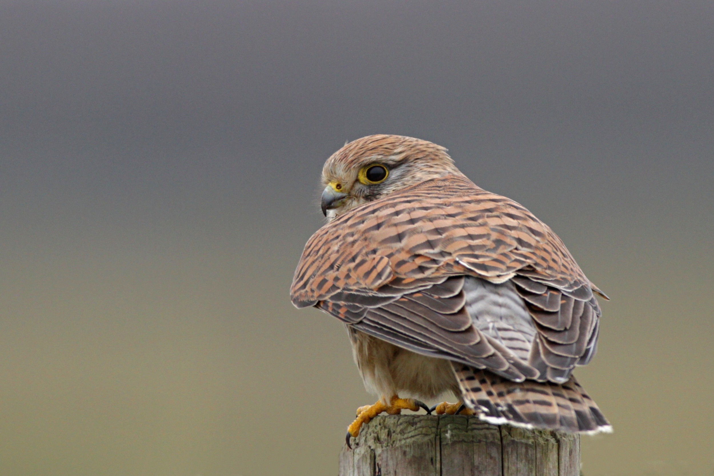 Kestrel