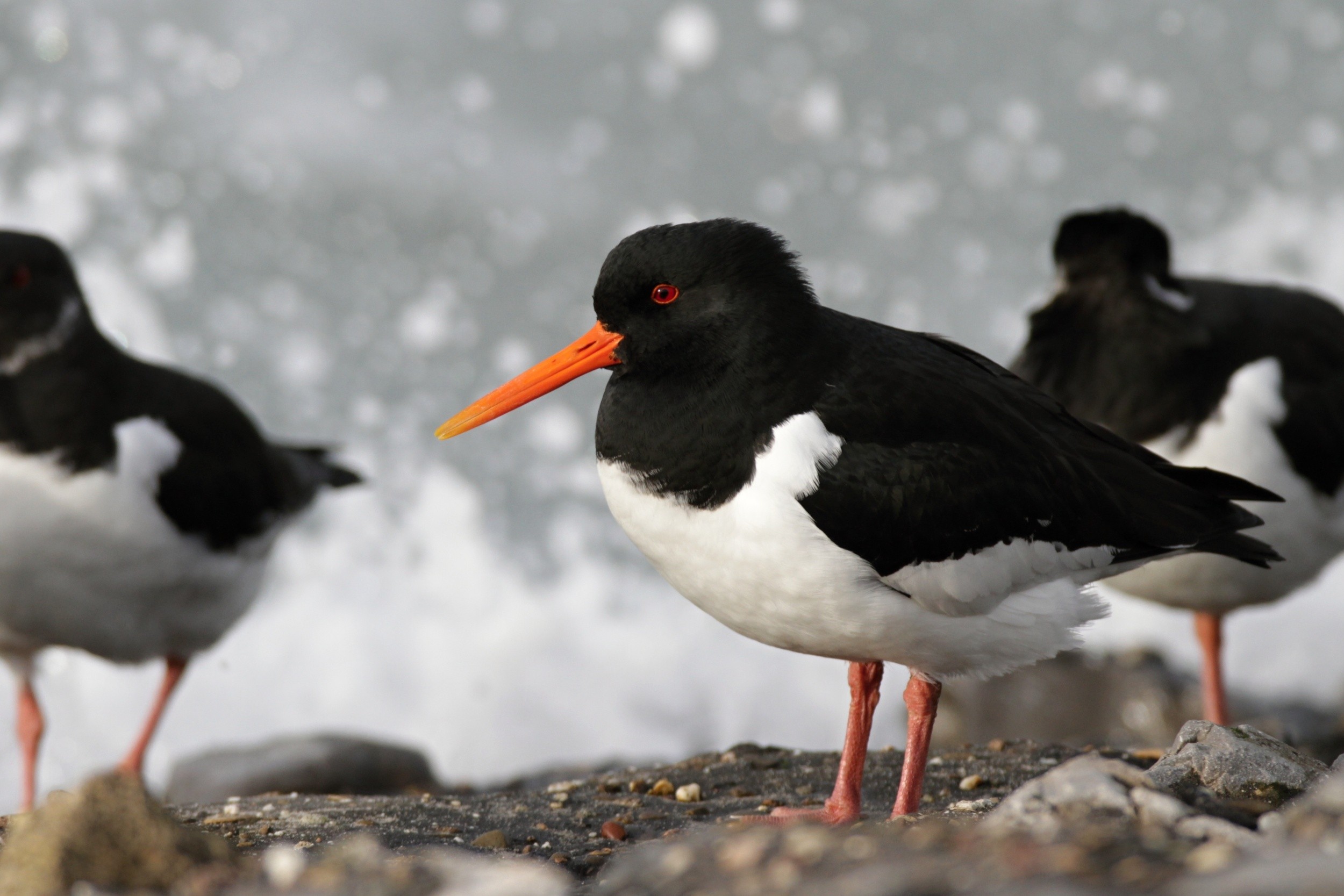 Oystercatcher