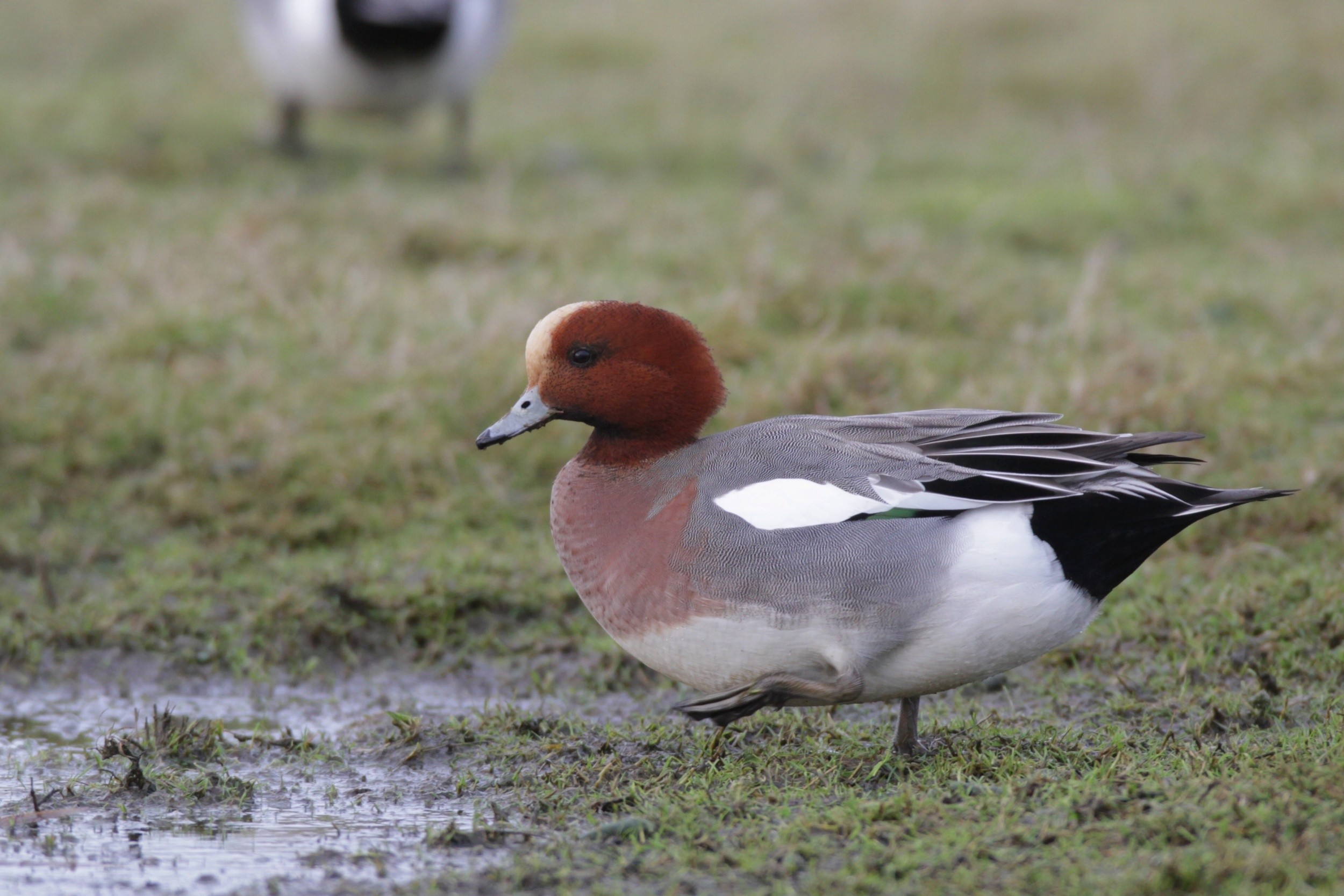Wigeon