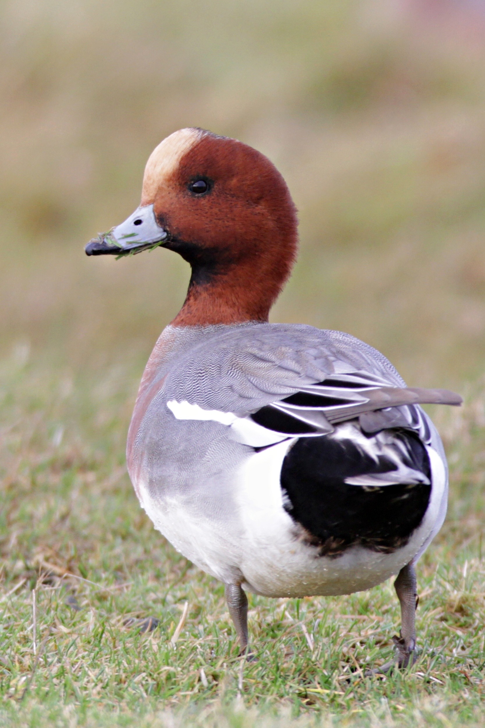 Wigeon