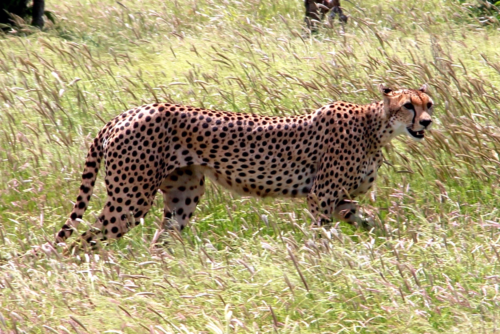 Acinonyx jubatus