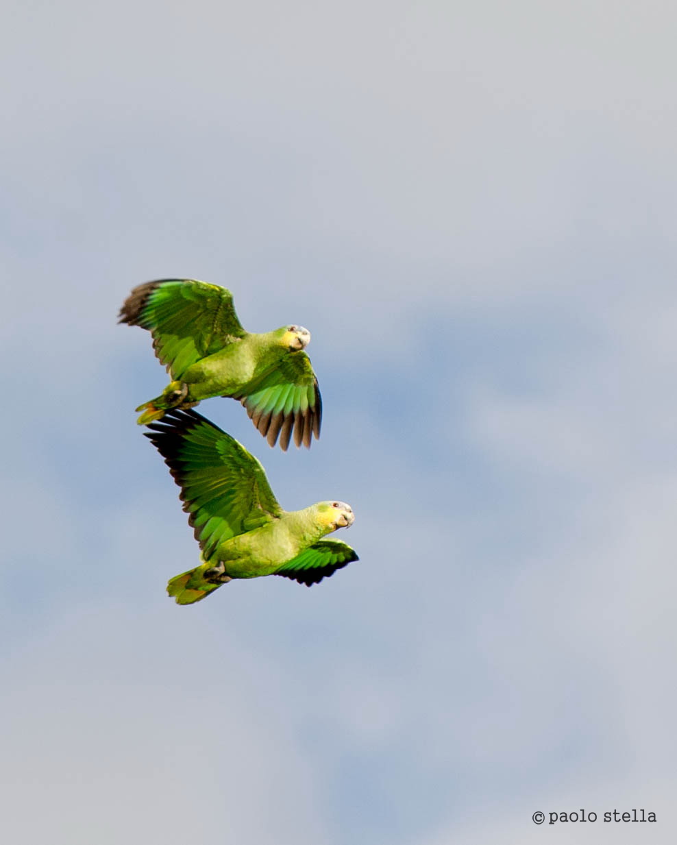 Yellow-crowned Amazon (Amazona ochrocephala)