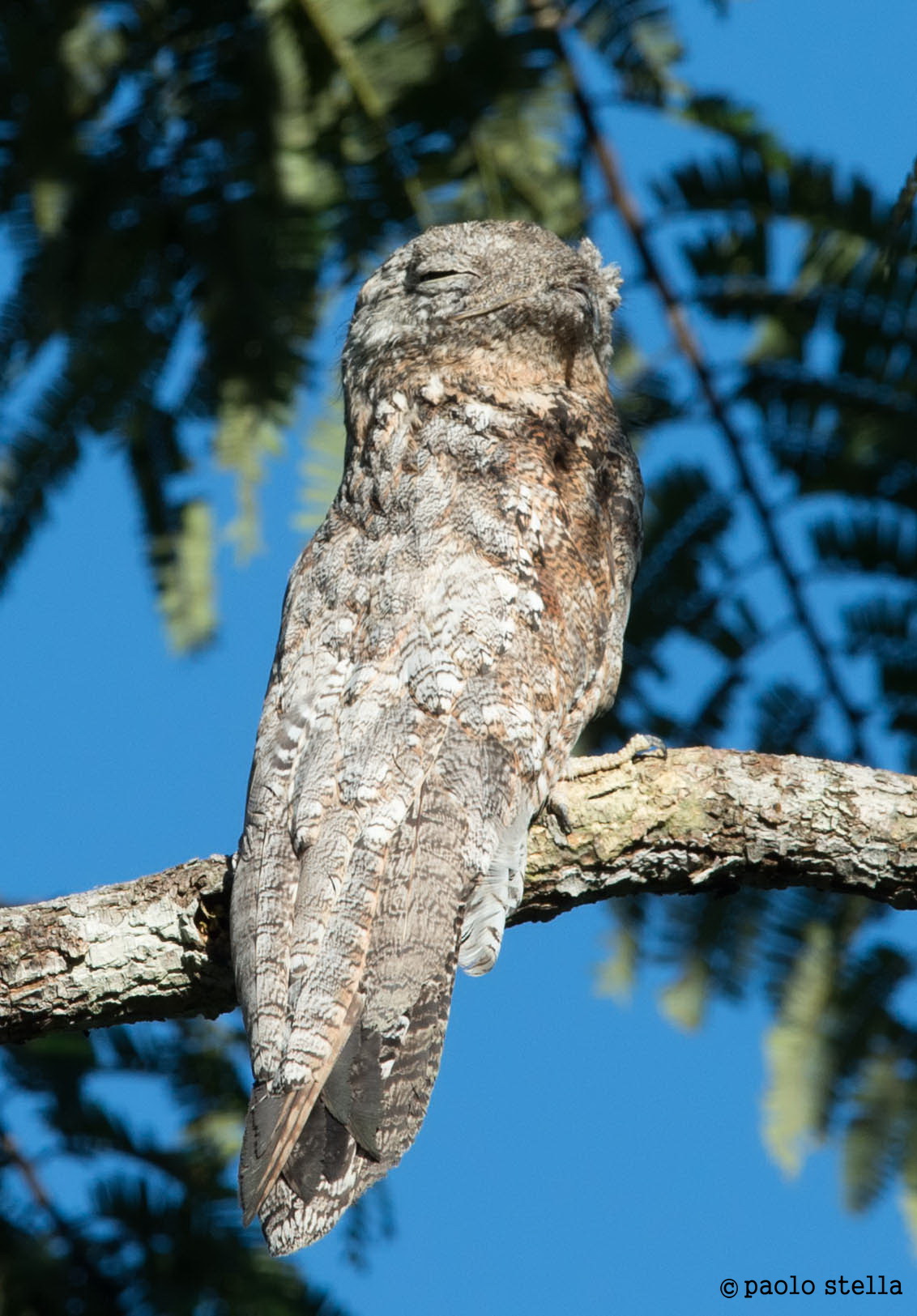 Great Potoo (Nyctibius grandis)