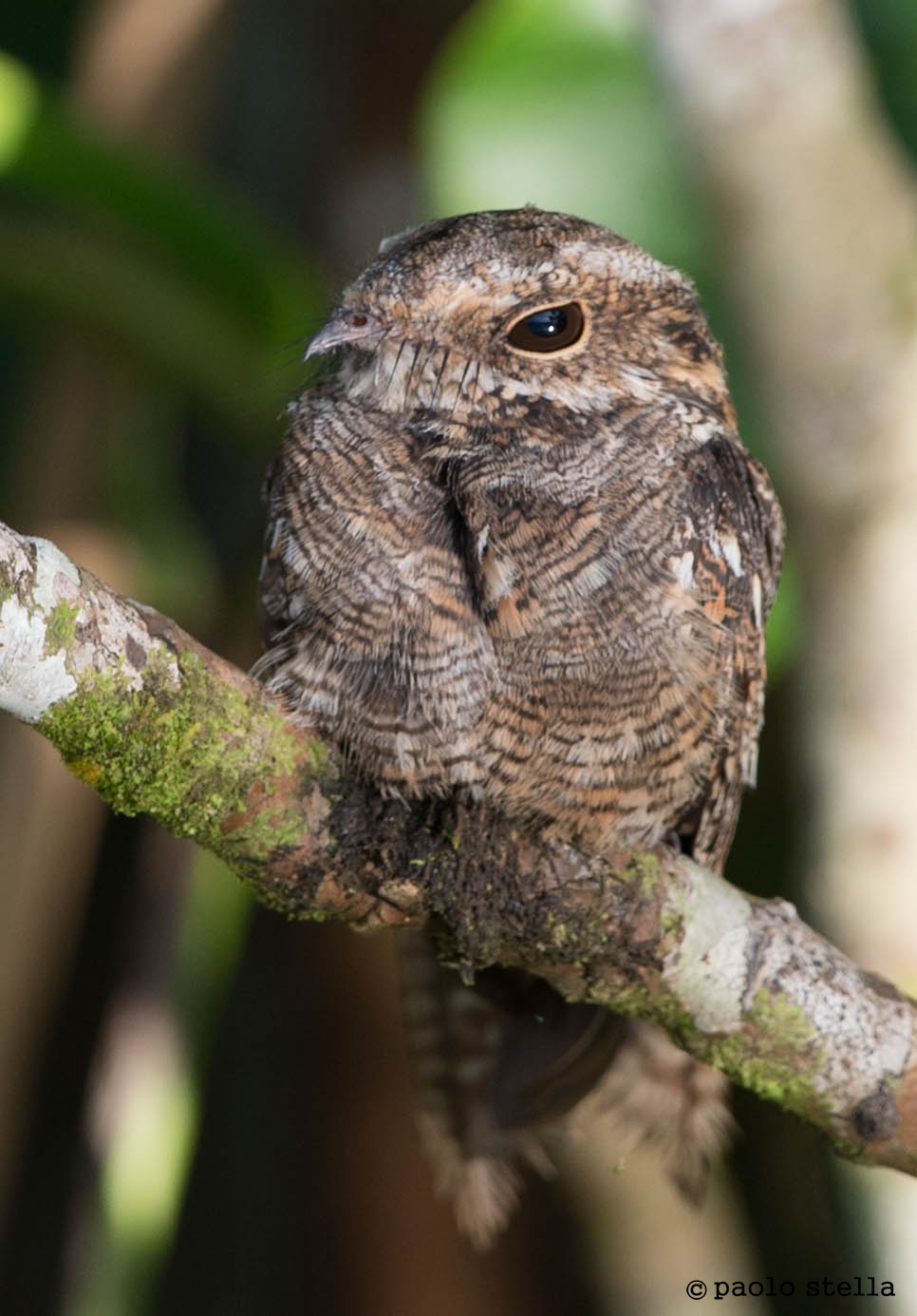 Common Potoo (Nyctibius griseus)